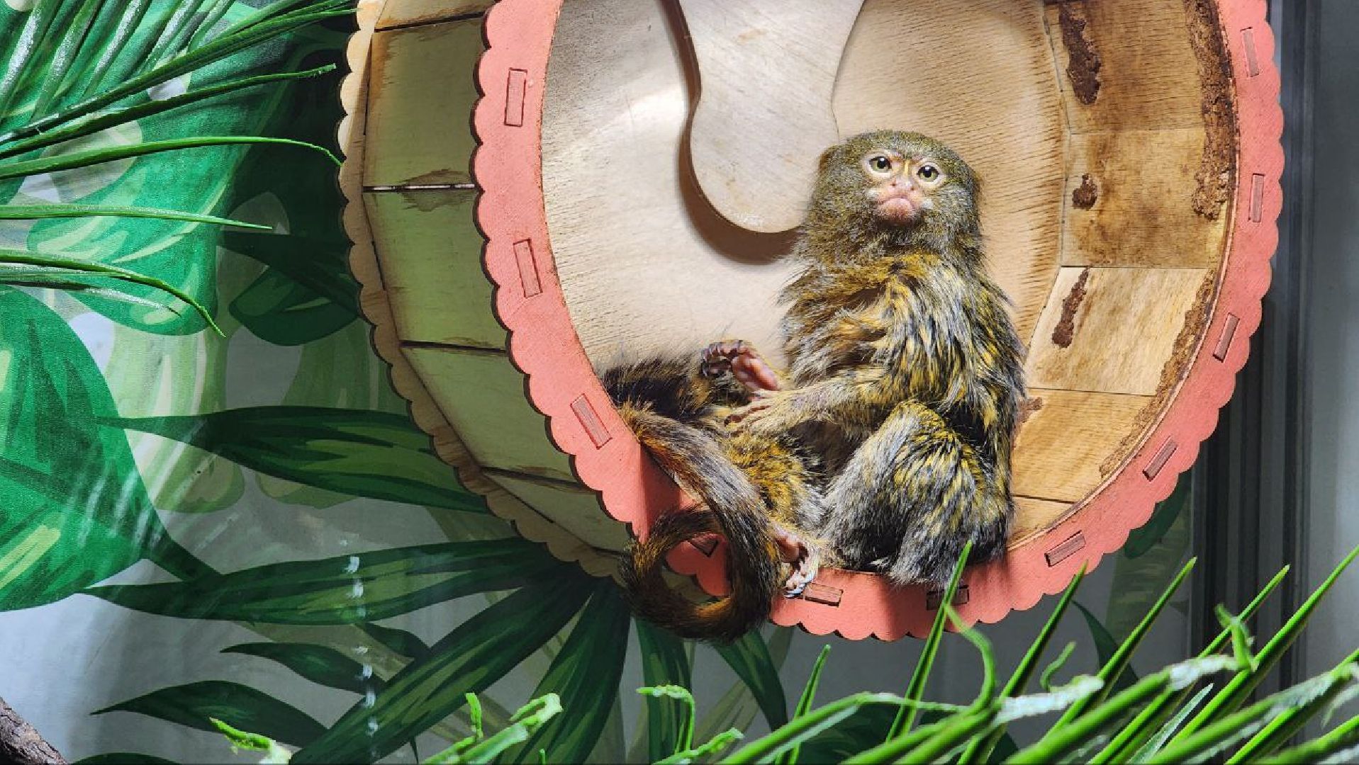 Дмитров, Проводы зимы, Масленица, Зооферма Шихово, вертикалки,