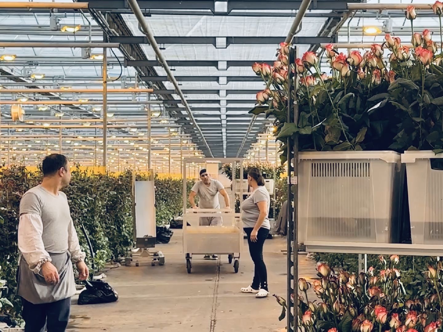 раменское, тепличный комплекс, портрет, 8 марта,