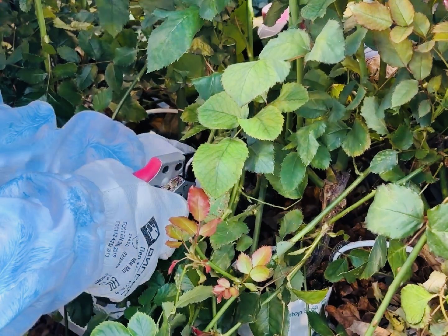 раменское, тепличный комплекс, портрет, 8 марта,