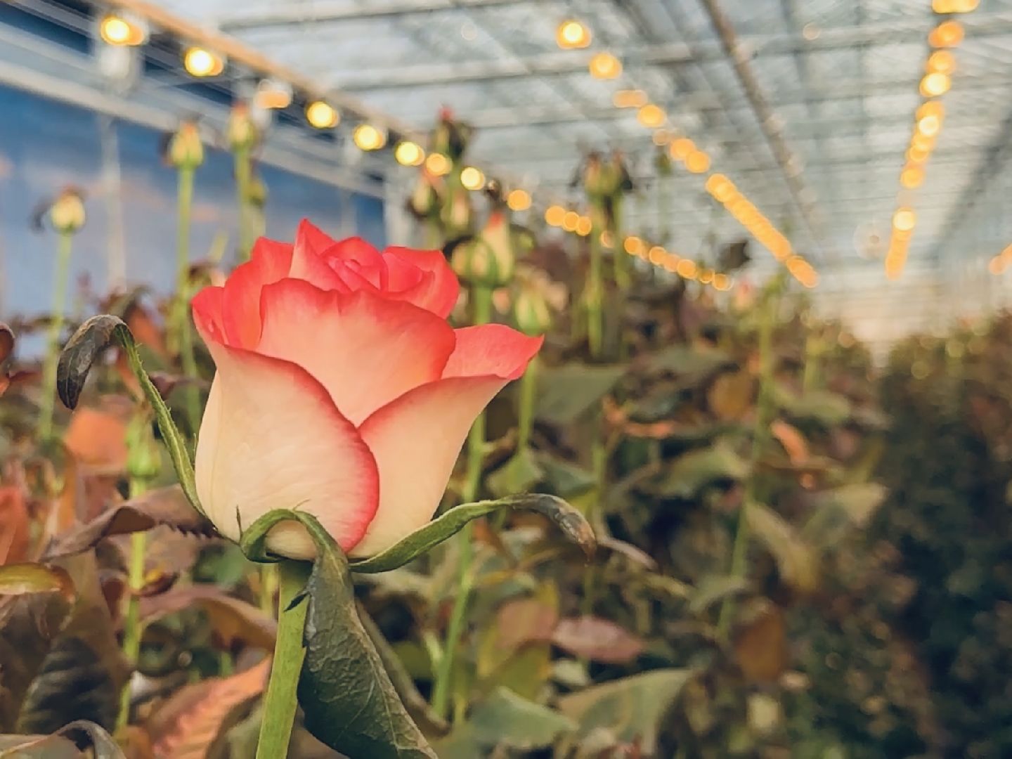 раменское, тепличный комплекс, портрет, 8 марта,