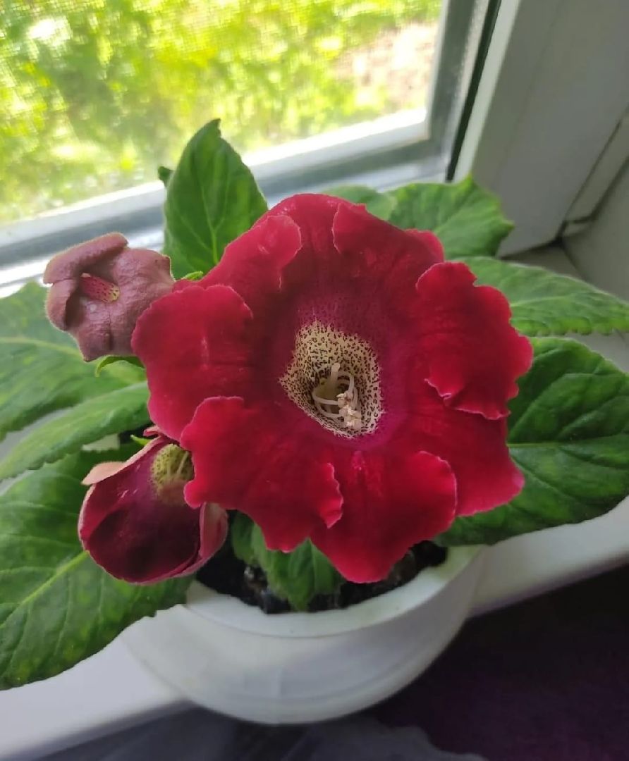 раменское, тепличный комплекс, портрет, 8 марта,