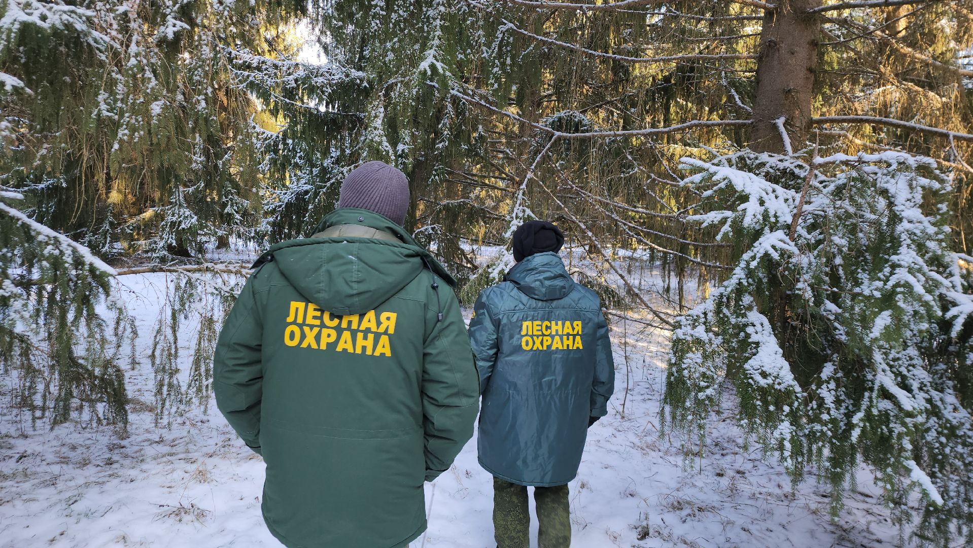 серпухов, подмосковье, русский лес, эталоны елей,