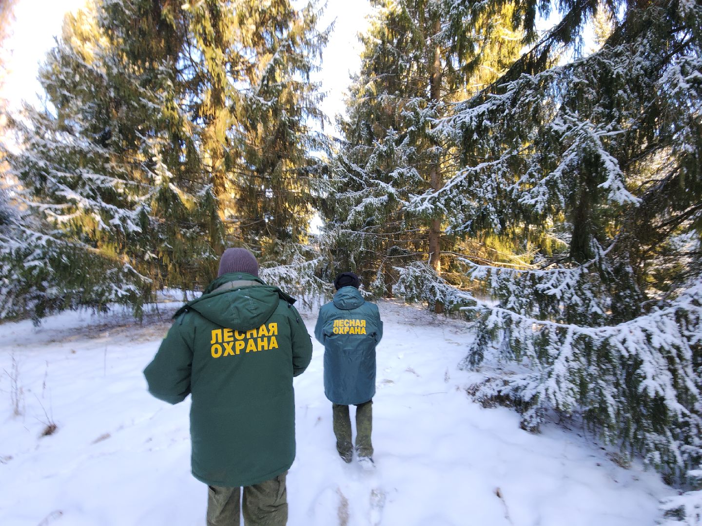 серпухов, подмосковье, русский лес, эталоны елей,