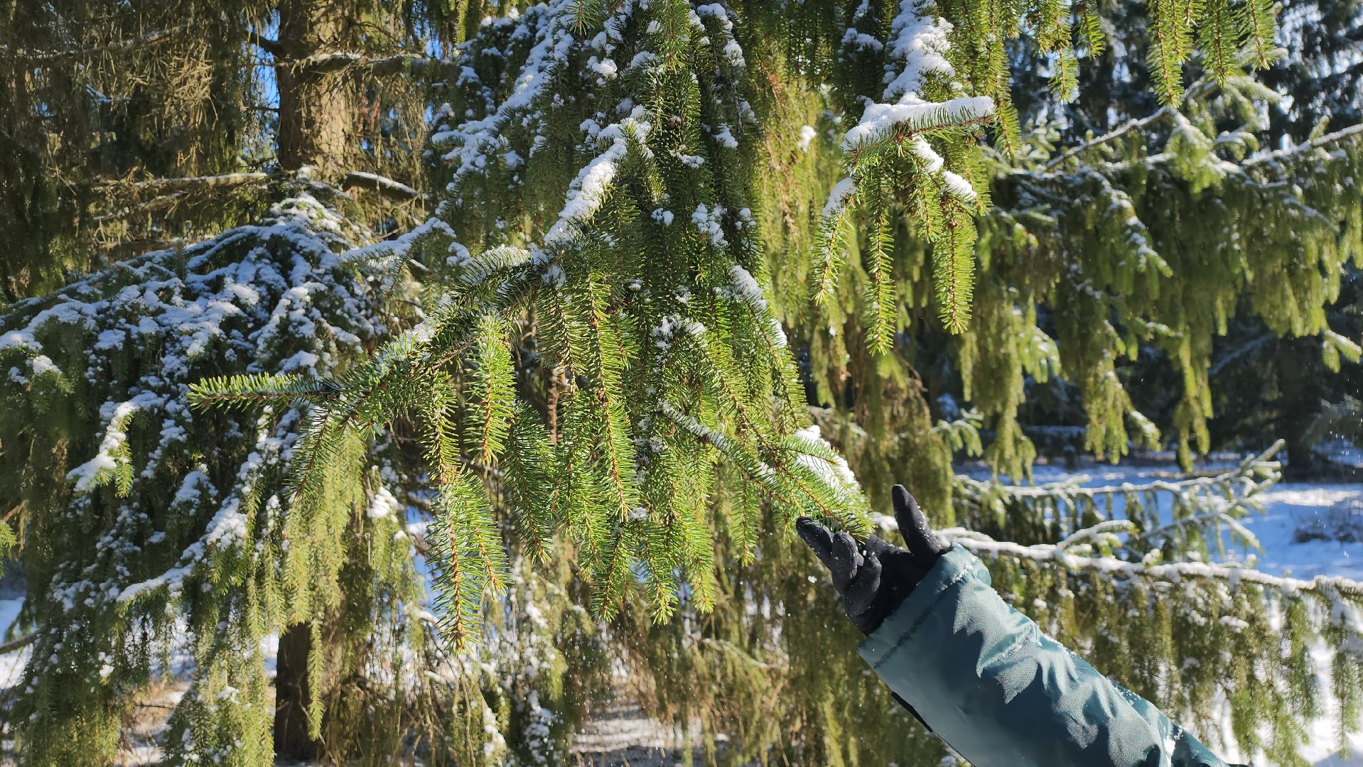 серпухов, подмосковье, русский лес, эталоны елей,