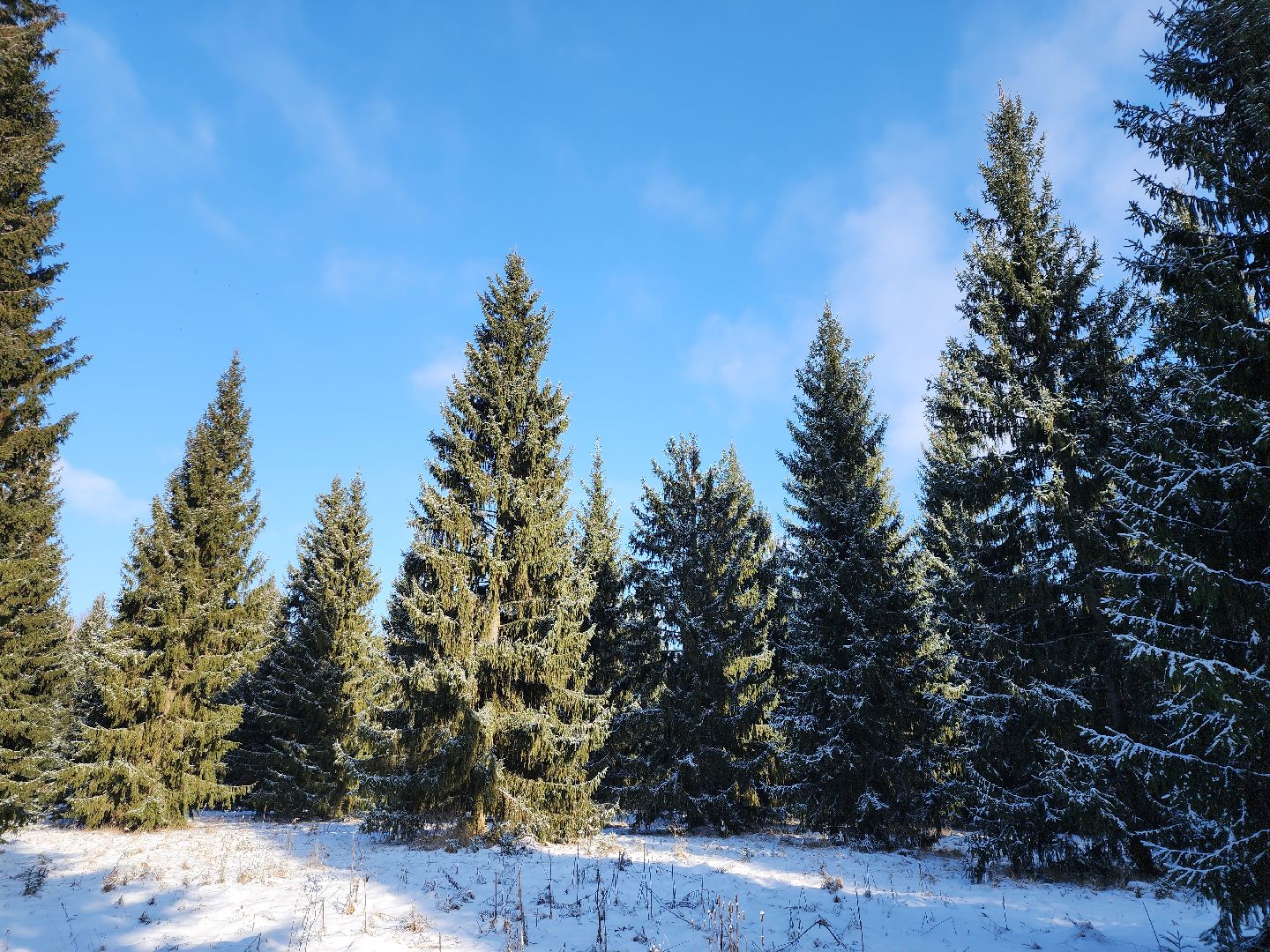 серпухов, подмосковье, русский лес, эталоны елей,