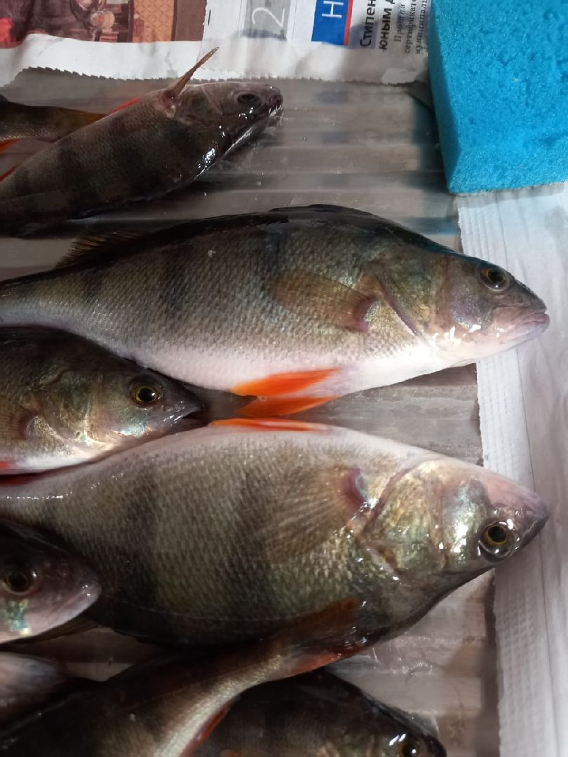 женщина-рыбачка, серебряные пруды, супер улов, щука,