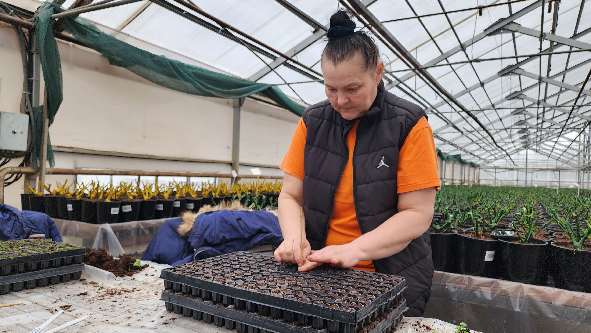 кашира, экономика, питомник растений, посадка кустарников, благотворительность, озеленение, вертикалки,