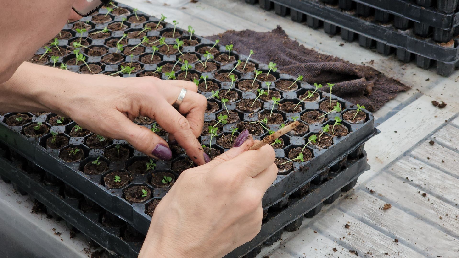 кашира, экономика, питомник растений, посадка кустарников, благотворительность, озеленение, вертикалки,