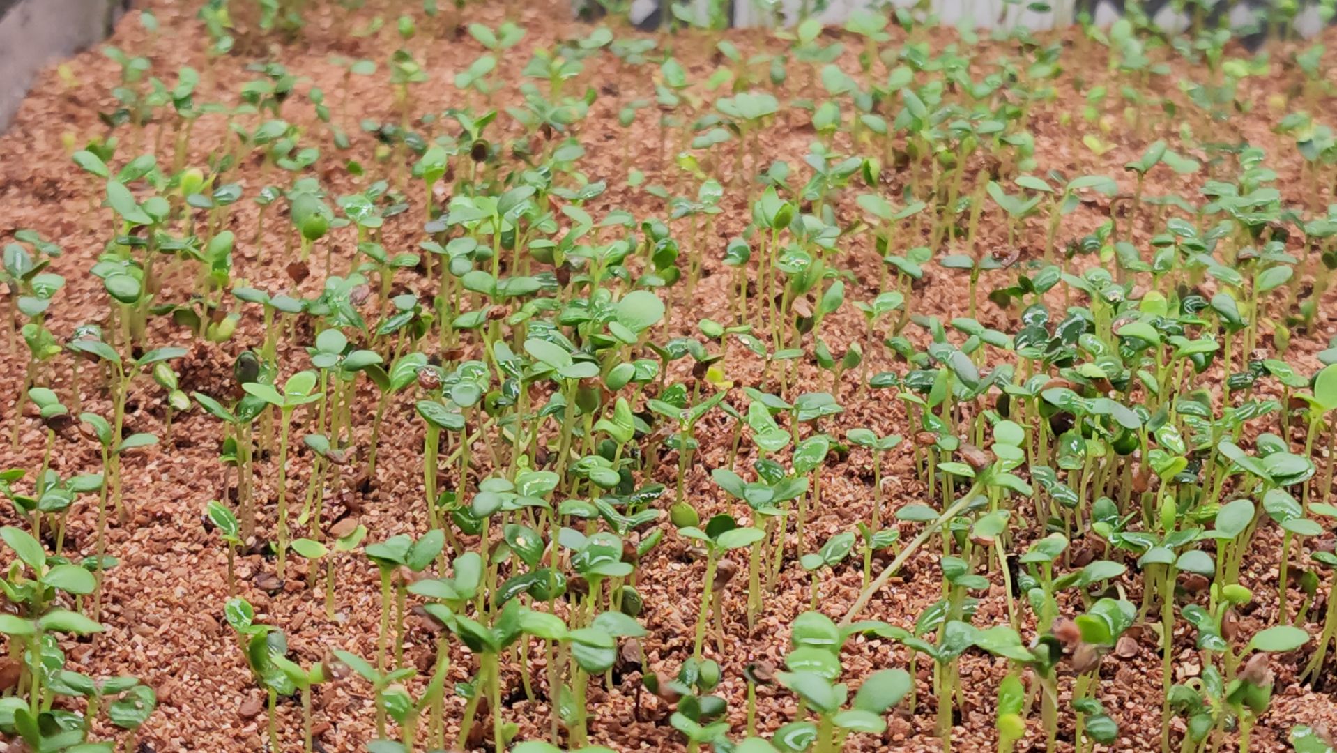 кашира, экономика, питомник растений, посадка кустарников, благотворительность, озеленение, вертикалки,