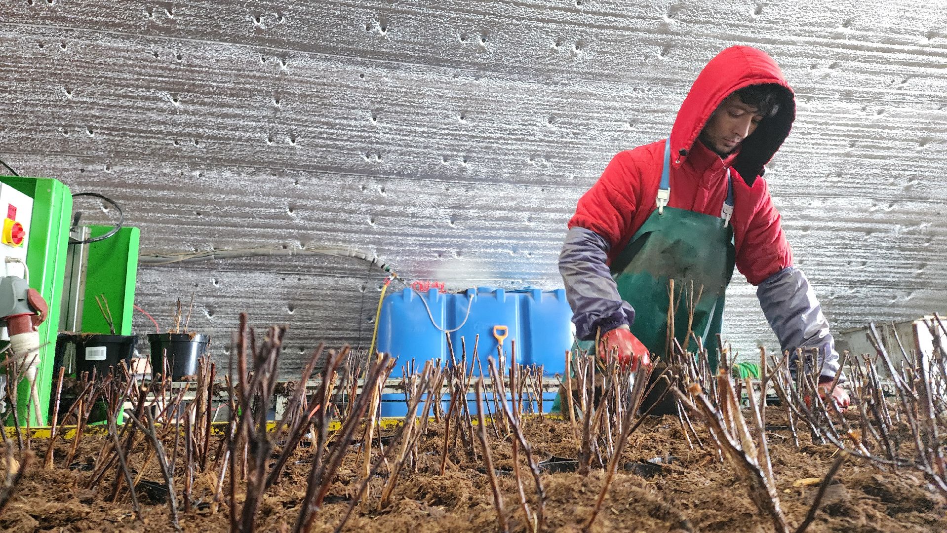 кашира, экономика, питомник растений, посадка кустарников, благотворительность, озеленение, вертикалки,
