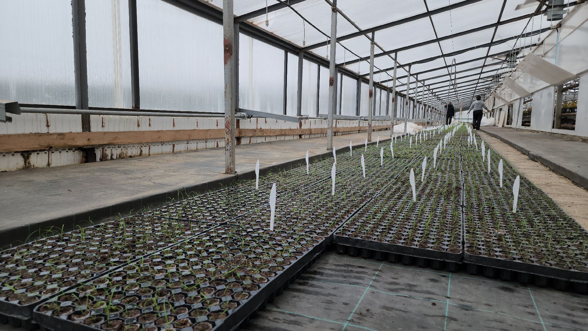 кашира, экономика, питомник растений, посадка кустарников, благотворительность, озеленение, вертикалки,