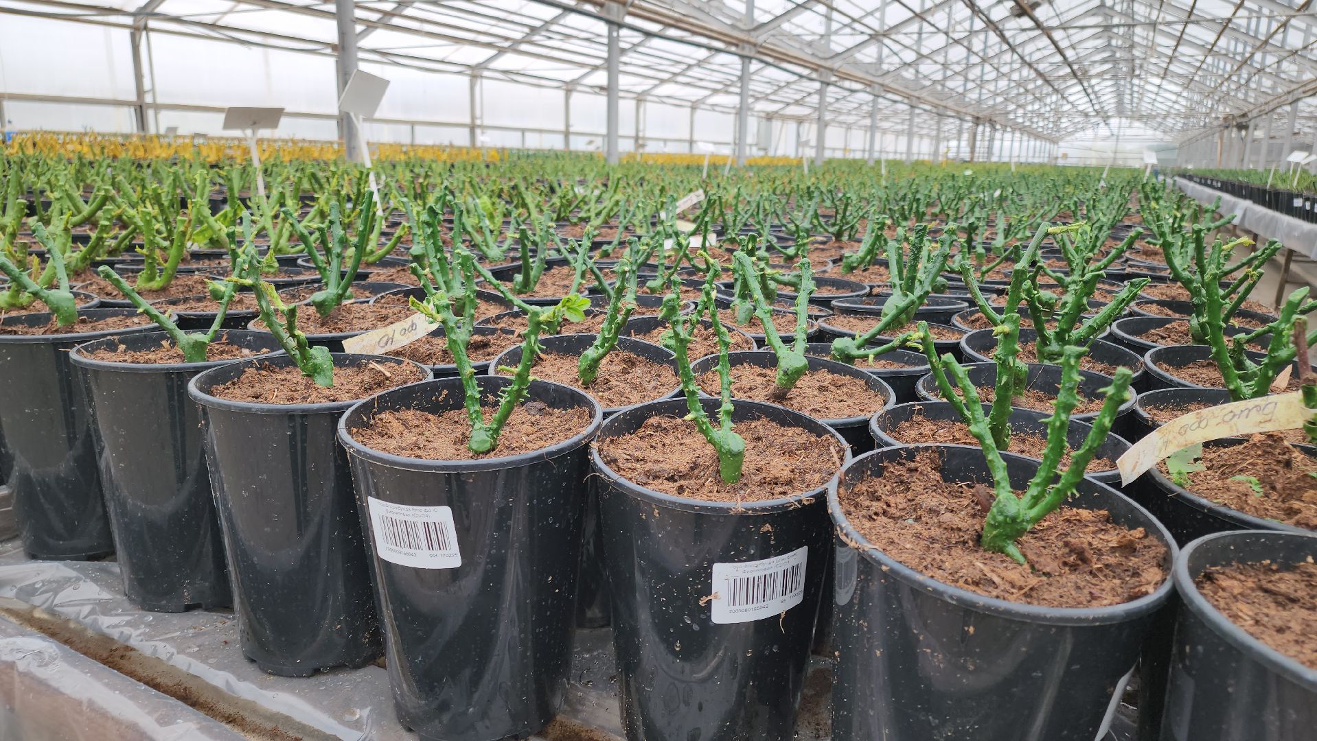 кашира, экономика, питомник растений, посадка кустарников, благотворительность, озеленение, вертикалки,