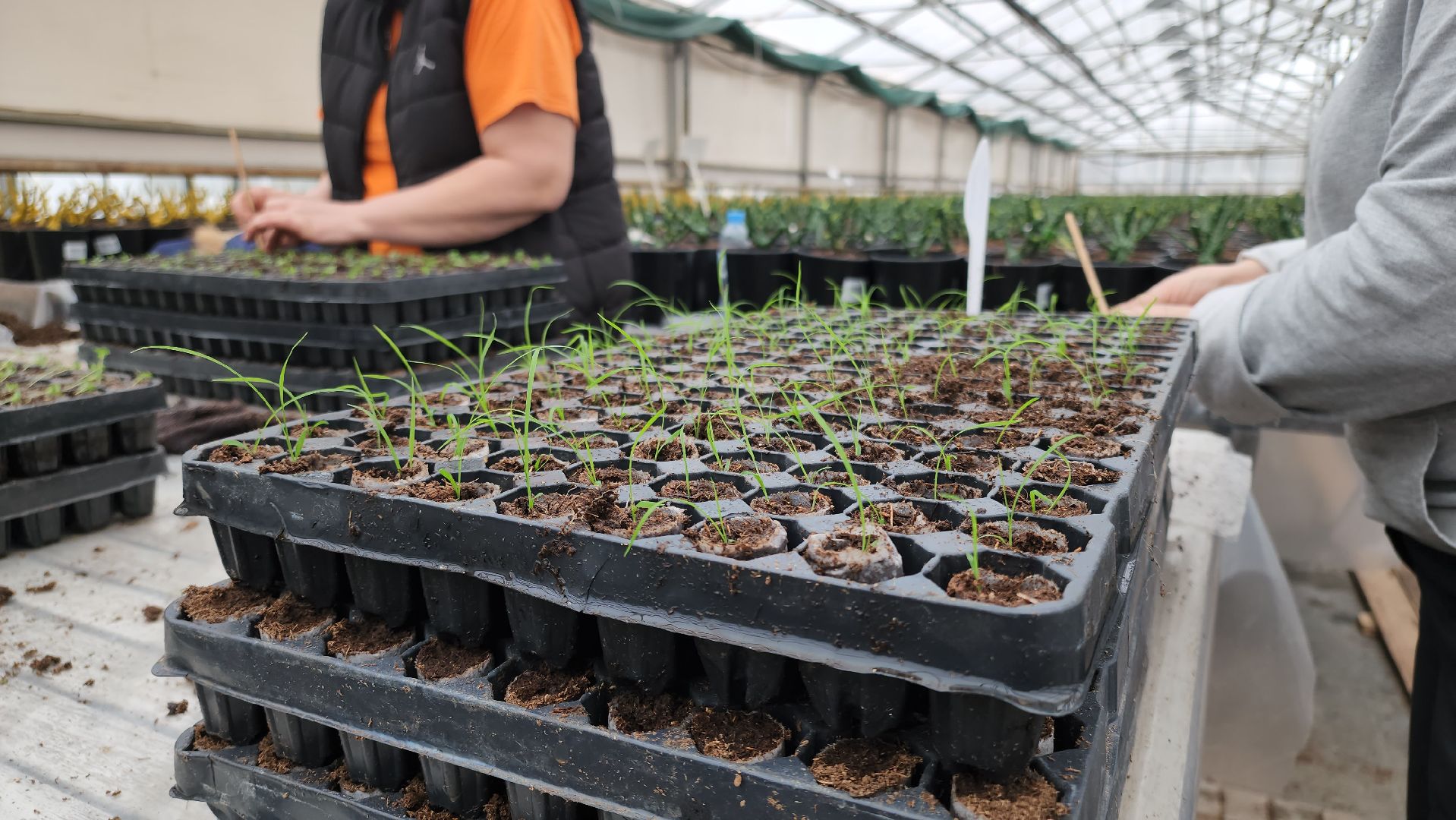 кашира, экономика, питомник растений, посадка кустарников, благотворительность, озеленение, вертикалки,