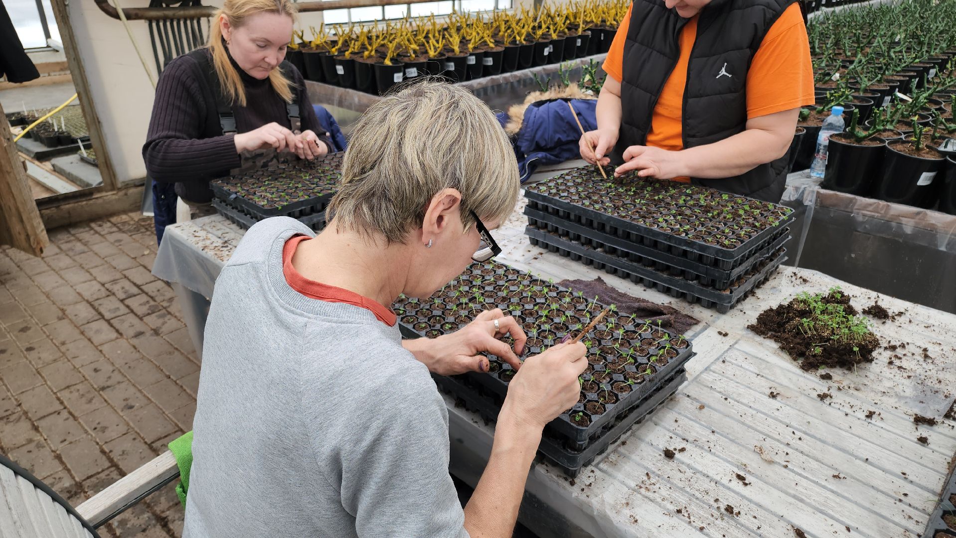 кашира, экономика, питомник растений, посадка кустарников, благотворительность, озеленение, вертикалки,