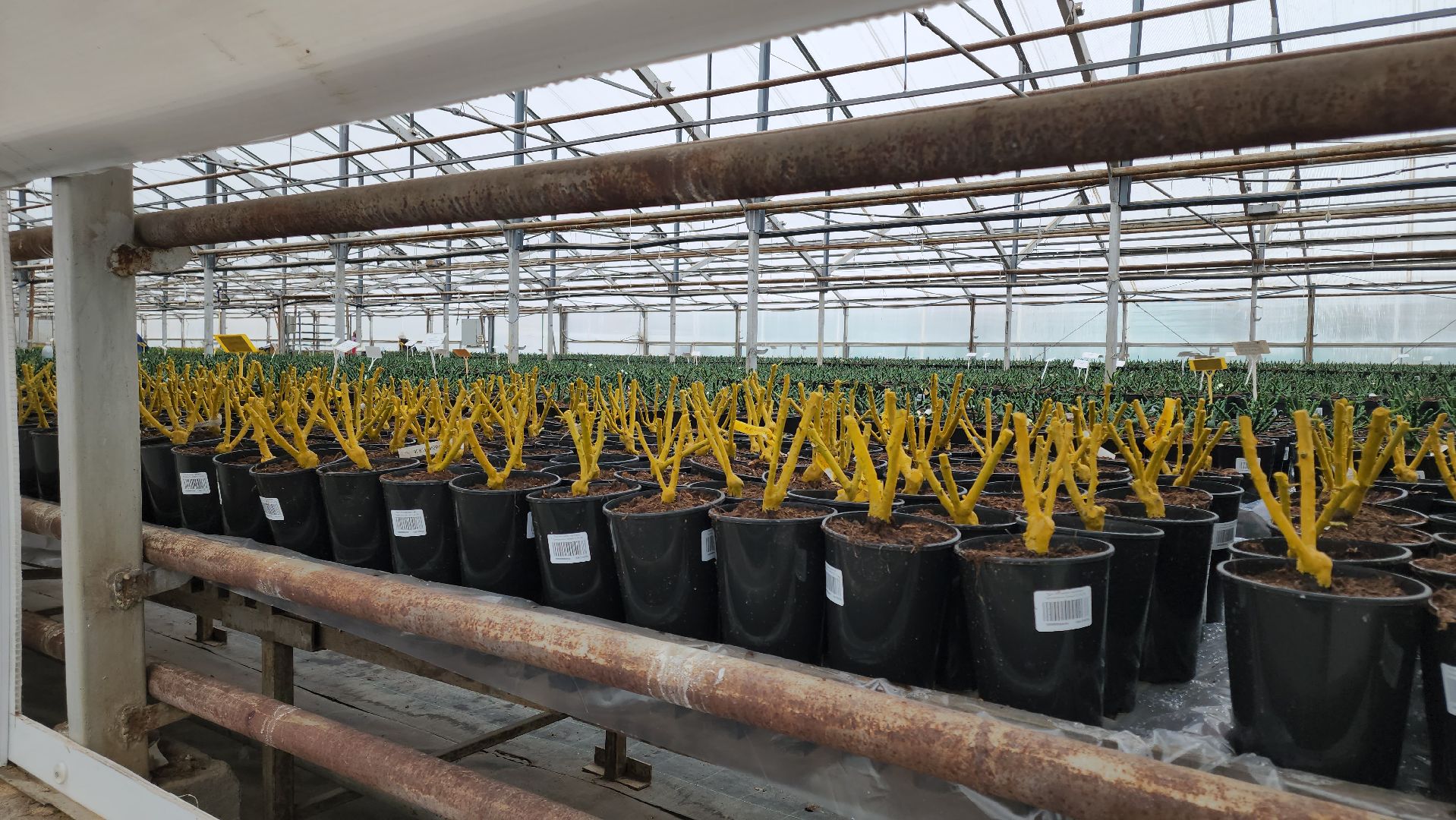 кашира, экономика, питомник растений, посадка кустарников, благотворительность, озеленение, вертикалки,