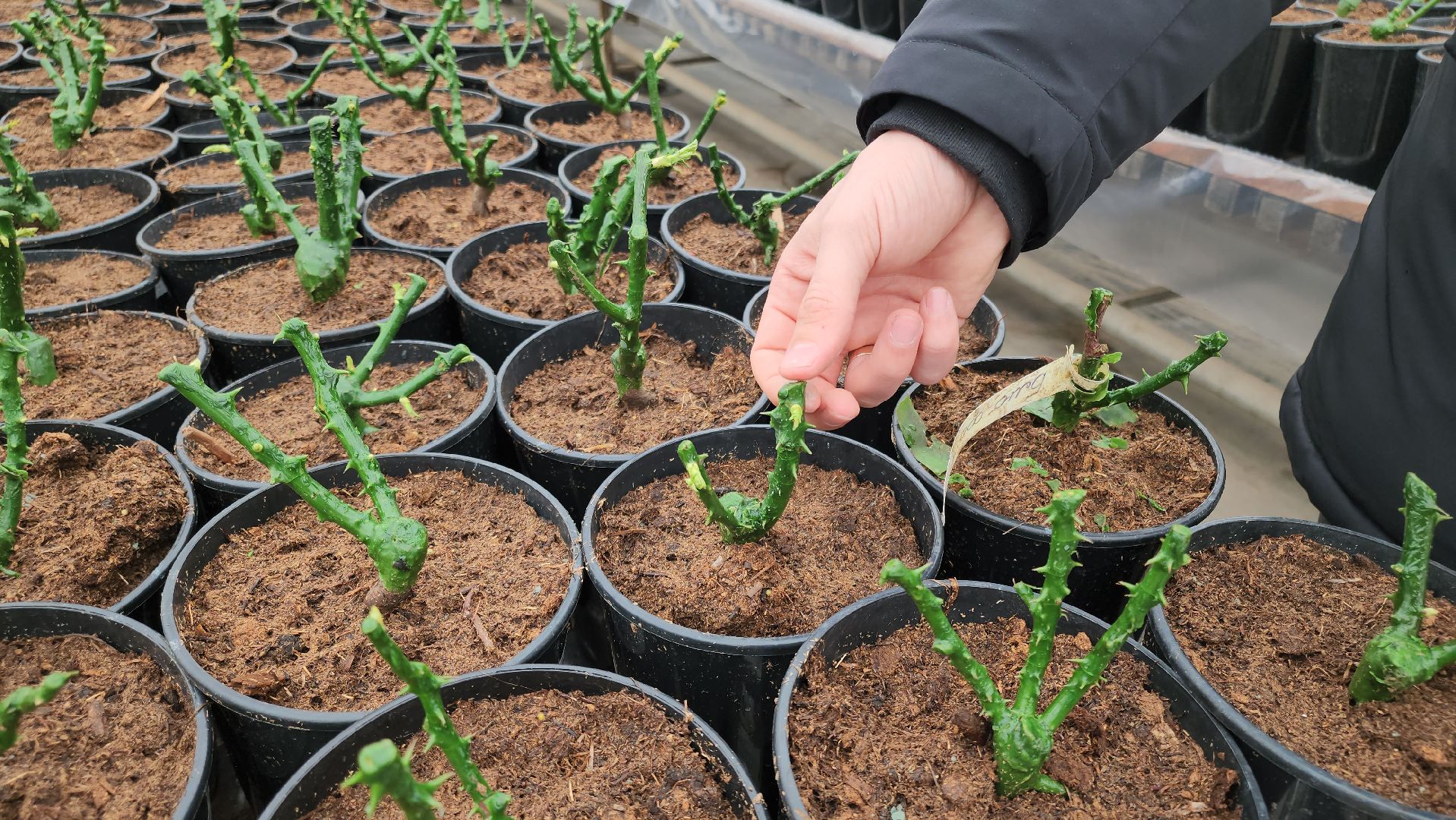 кашира, экономика, питомник растений, посадка кустарников, благотворительность, озеленение, вертикалки,