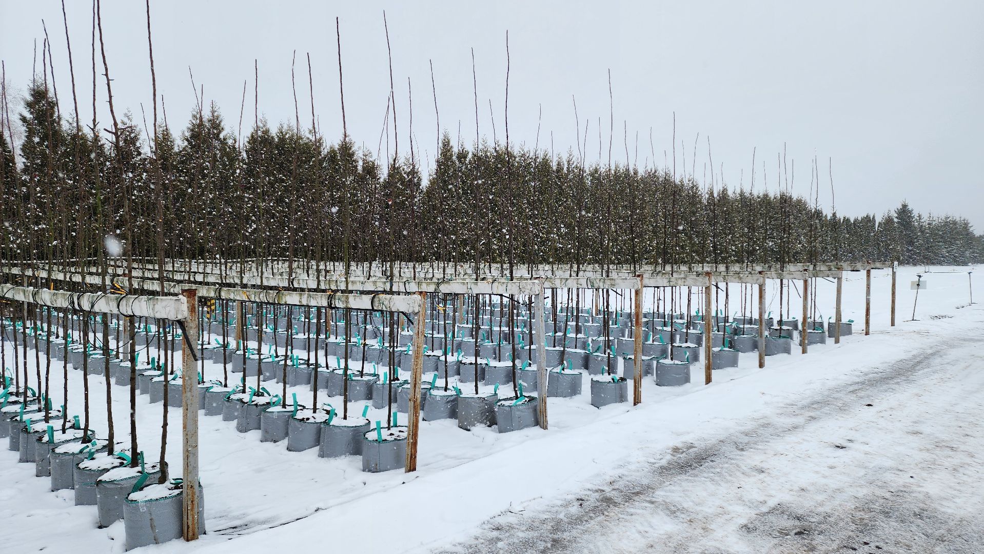 кашира, экономика, питомник растений, посадка кустарников, благотворительность, озеленение, вертикалки,