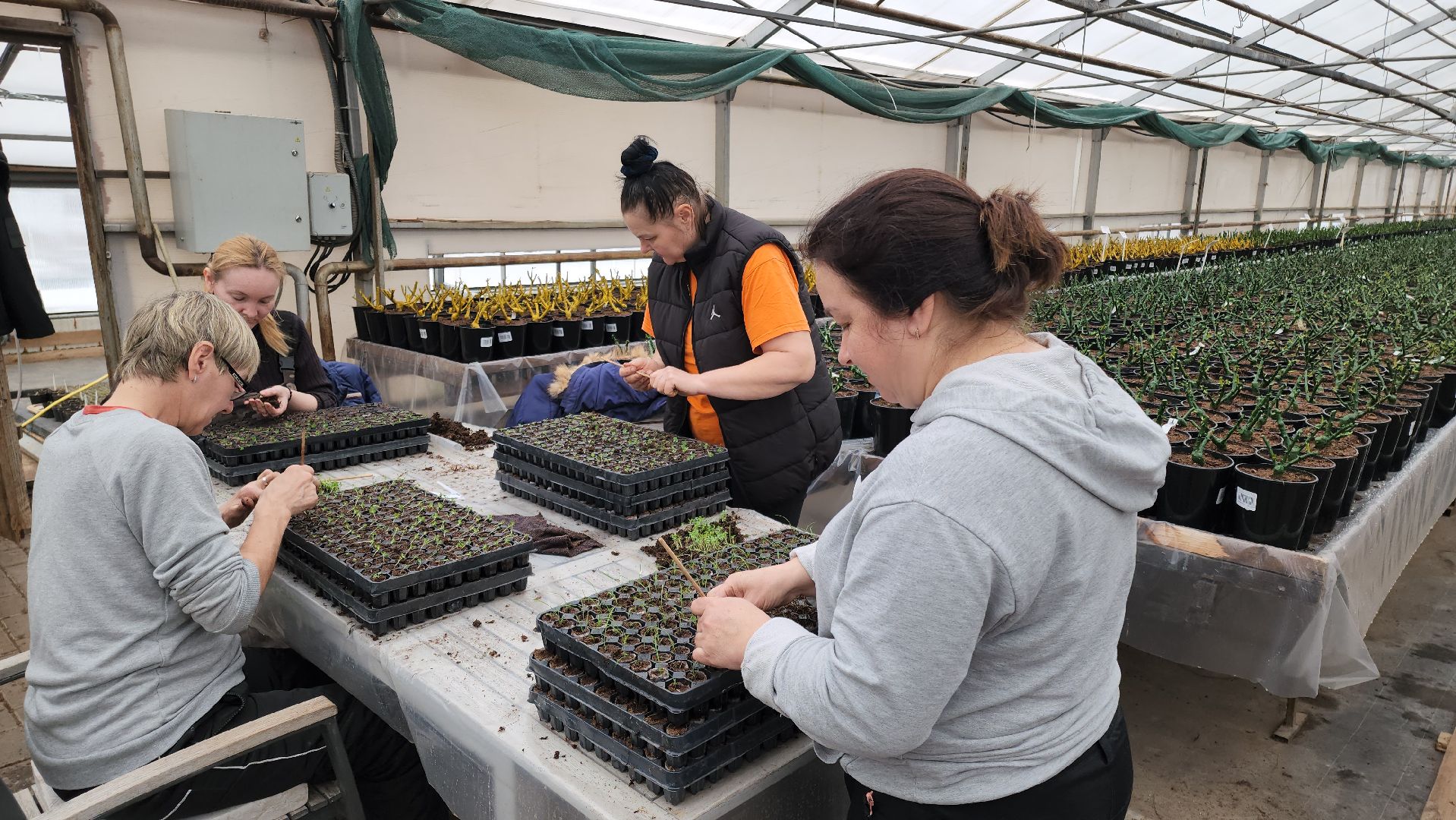 кашира, экономика, питомник растений, посадка кустарников, благотворительность, озеленение, вертикалки,