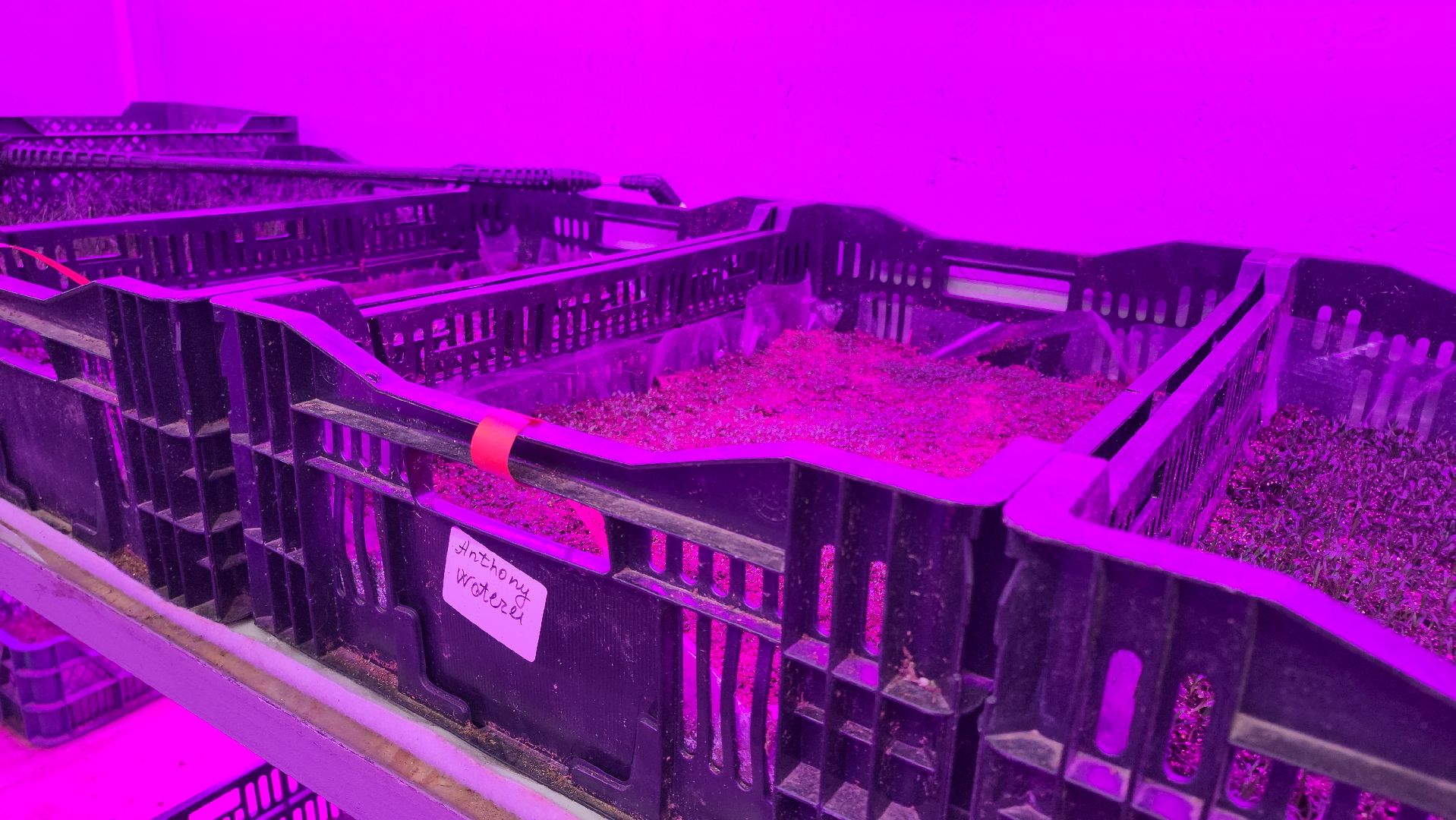 кашира, экономика, питомник растений, посадка кустарников, благотворительность, озеленение, вертикалки,