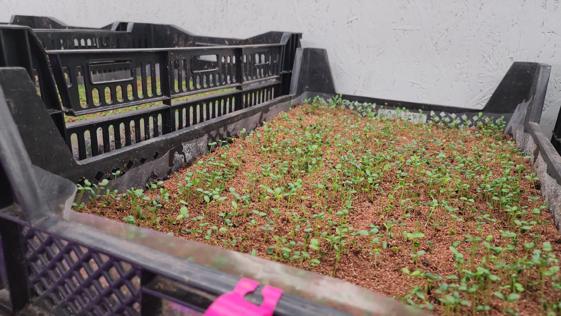 кашира, экономика, питомник растений, посадка кустарников, благотворительность, озеленение, вертикалки,