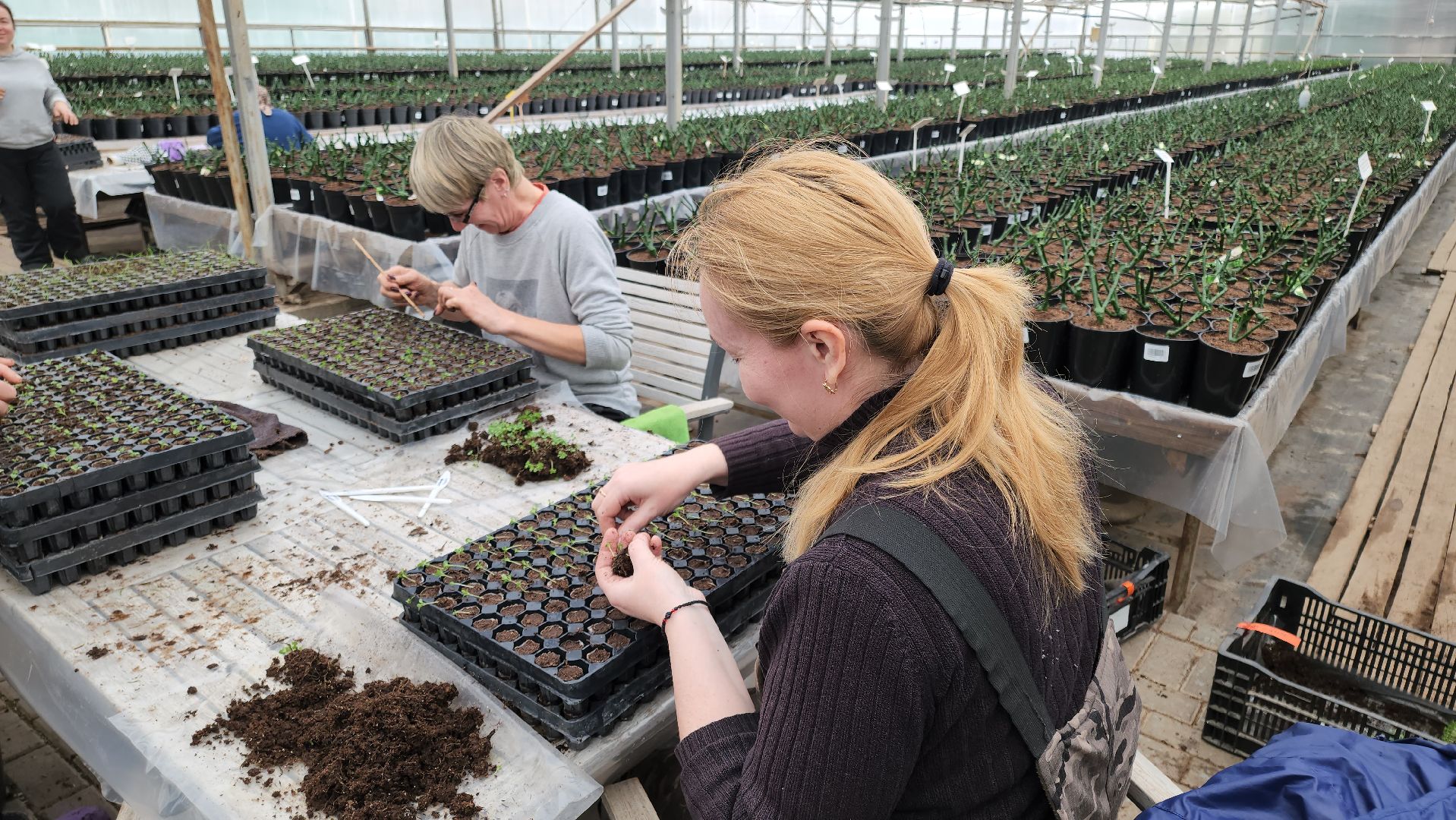 кашира, экономика, питомник растений, посадка кустарников, благотворительность, озеленение, вертикалки,