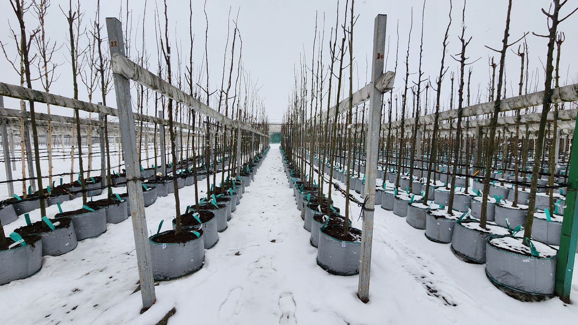 кашира, экономика, питомник растений, посадка кустарников, благотворительность, озеленение, вертикалки,