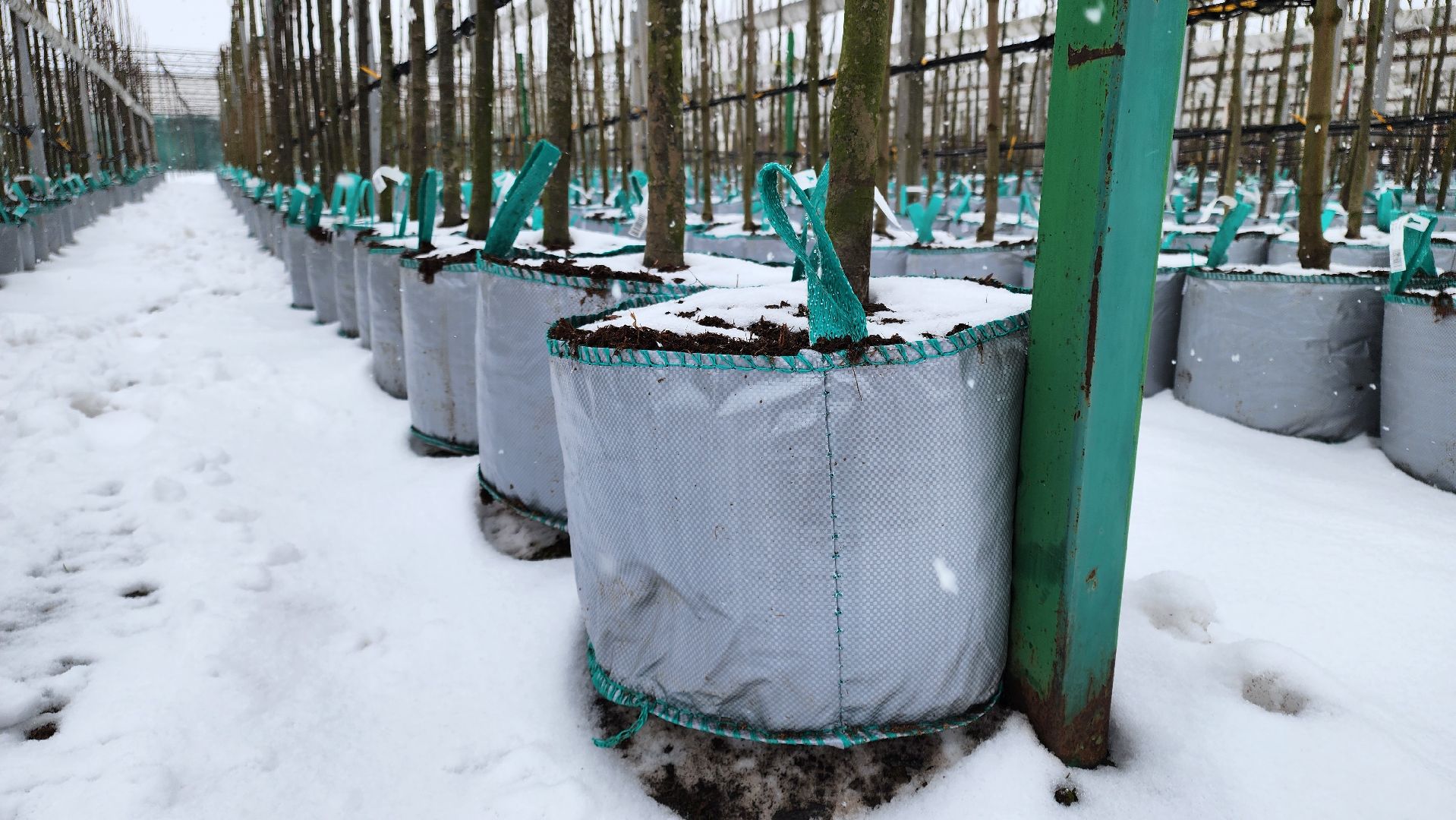 кашира, экономика, питомник растений, посадка кустарников, благотворительность, озеленение, вертикалки,