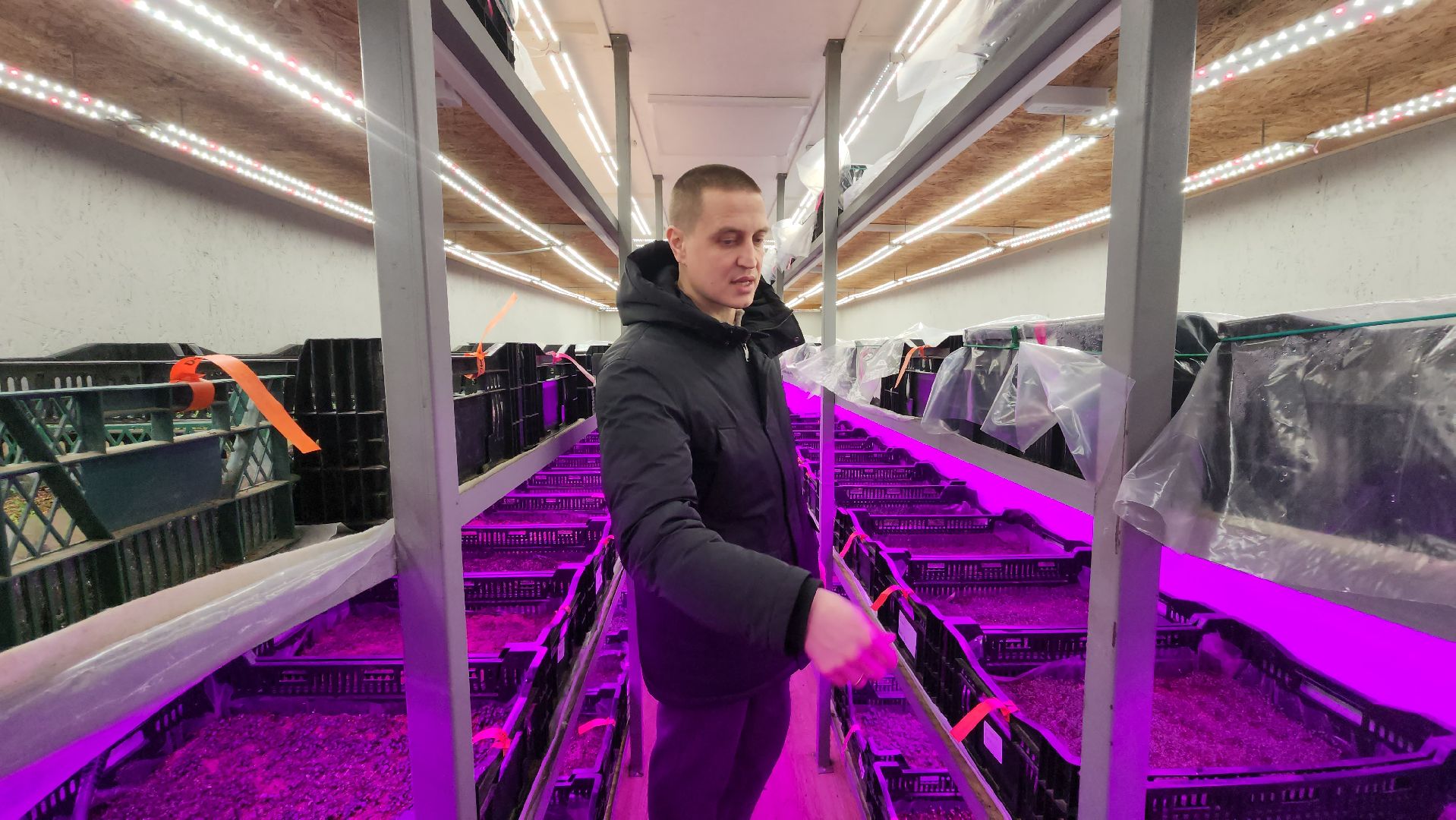 кашира, экономика, питомник растений, посадка кустарников, благотворительность, озеленение, вертикалки,