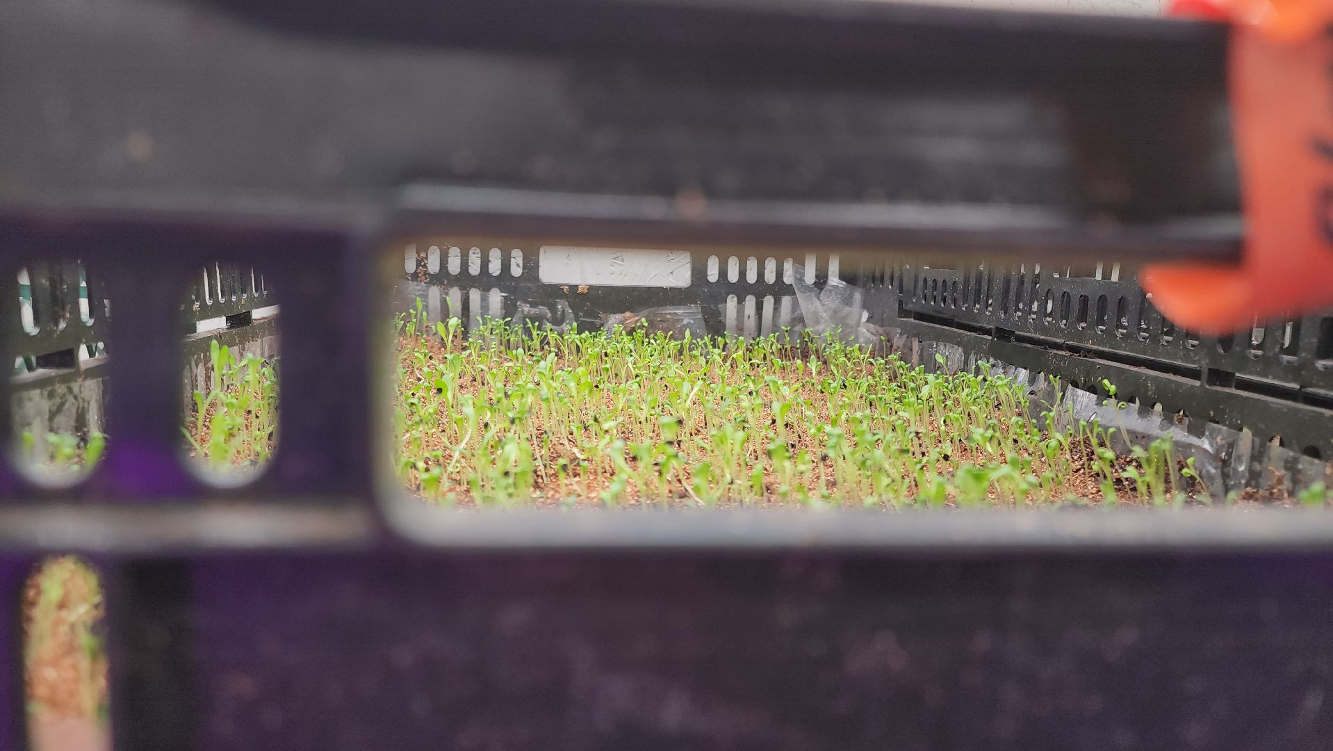 кашира, экономика, питомник растений, посадка кустарников, благотворительность, озеленение, вертикалки,