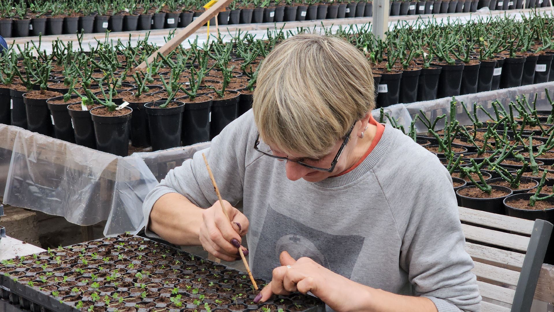 кашира, экономика, питомник растений, посадка кустарников, благотворительность, озеленение, вертикалки,