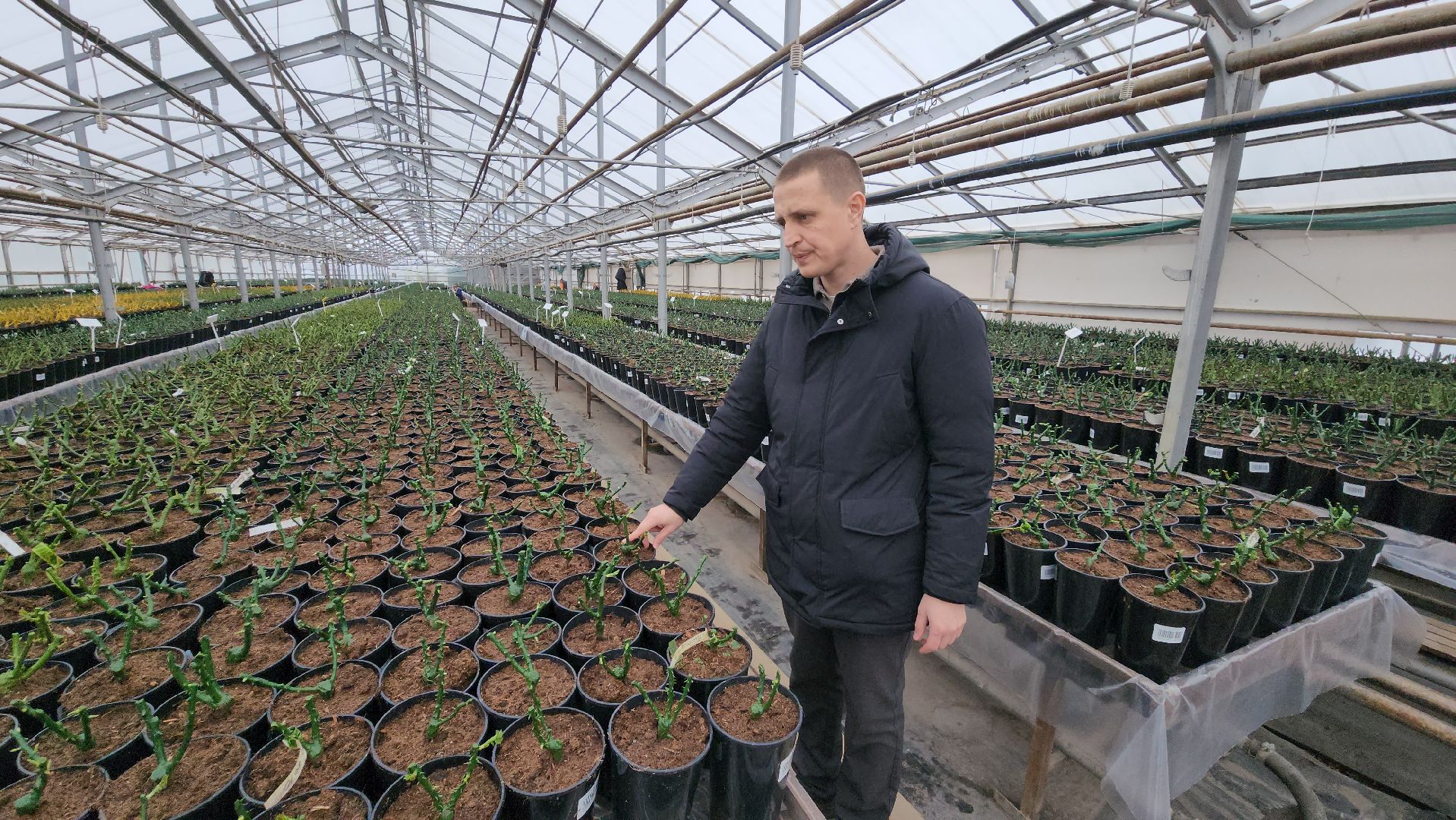 кашира, экономика, питомник растений, посадка кустарников, благотворительность, озеленение, вертикалки,