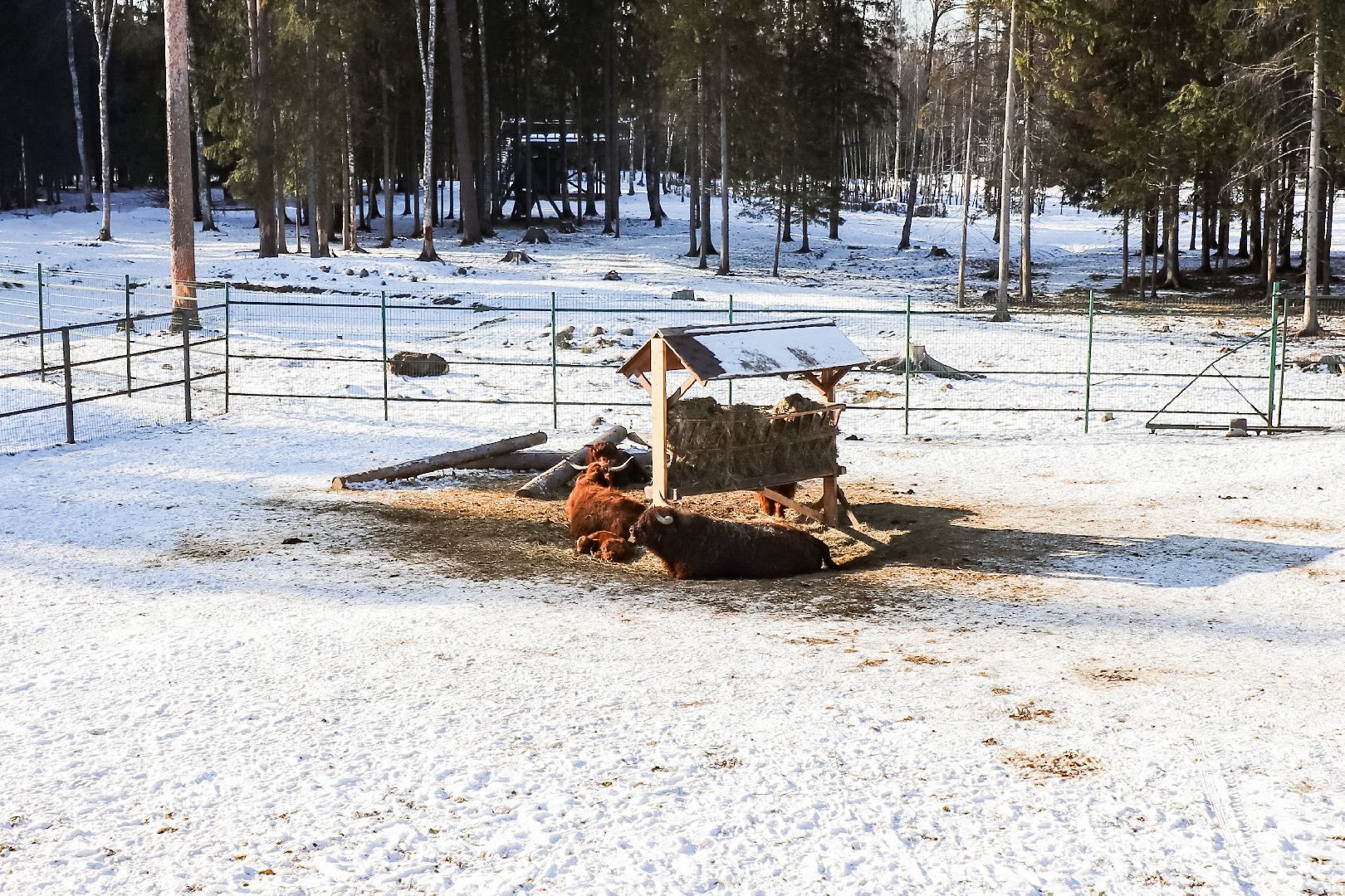 Клин, общество, животные, пополнение семейства, коровы, Подмосковье, вертикалки,