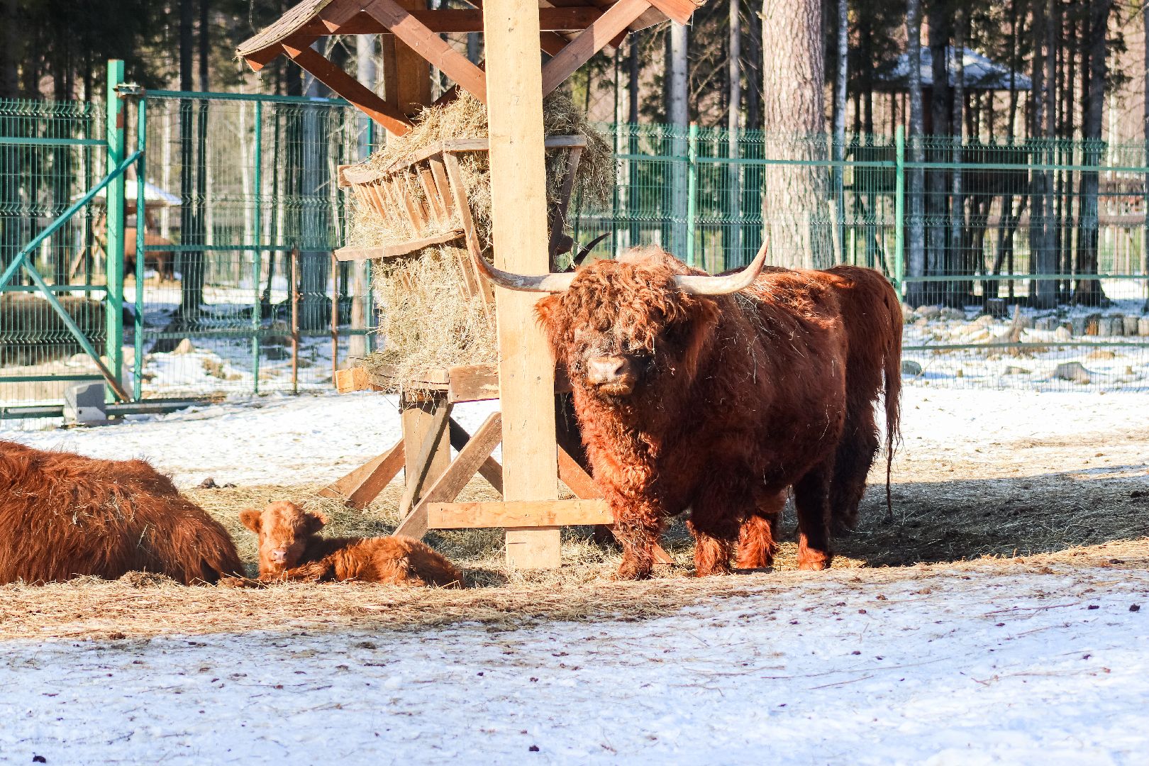 Клин, общество, животные, пополнение семейства, коровы, Подмосковье, вертикалки,