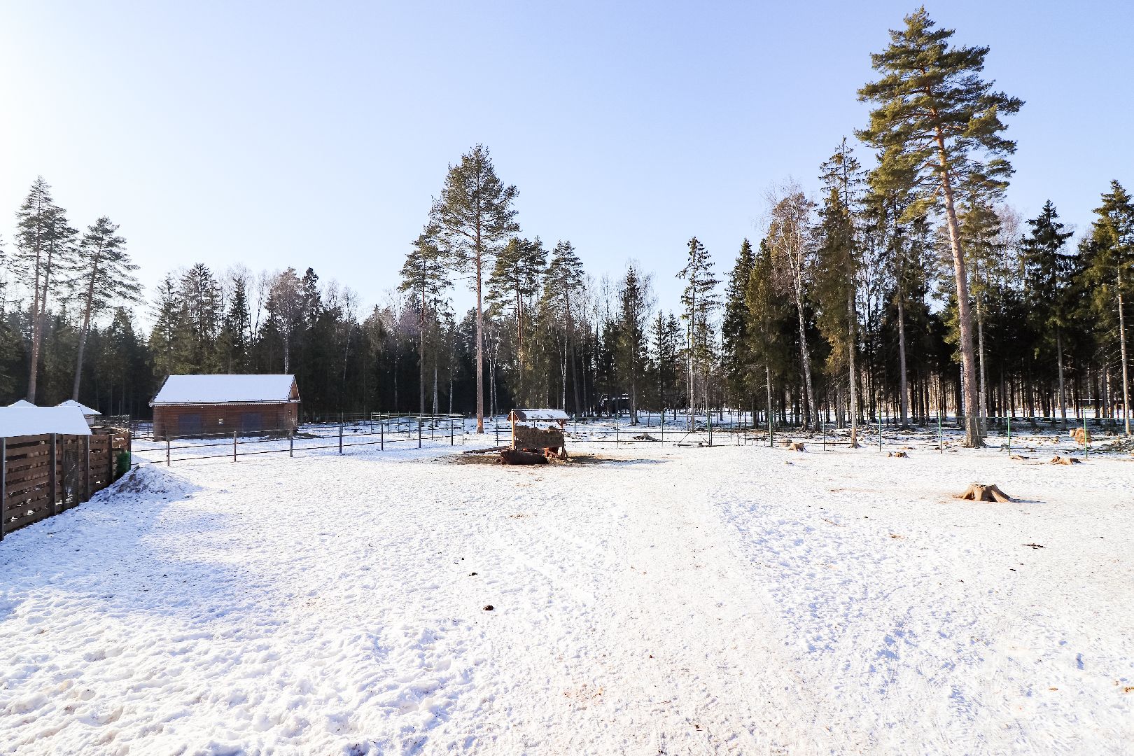 Клин, общество, животные, пополнение семейства, коровы, Подмосковье, вертикалки,