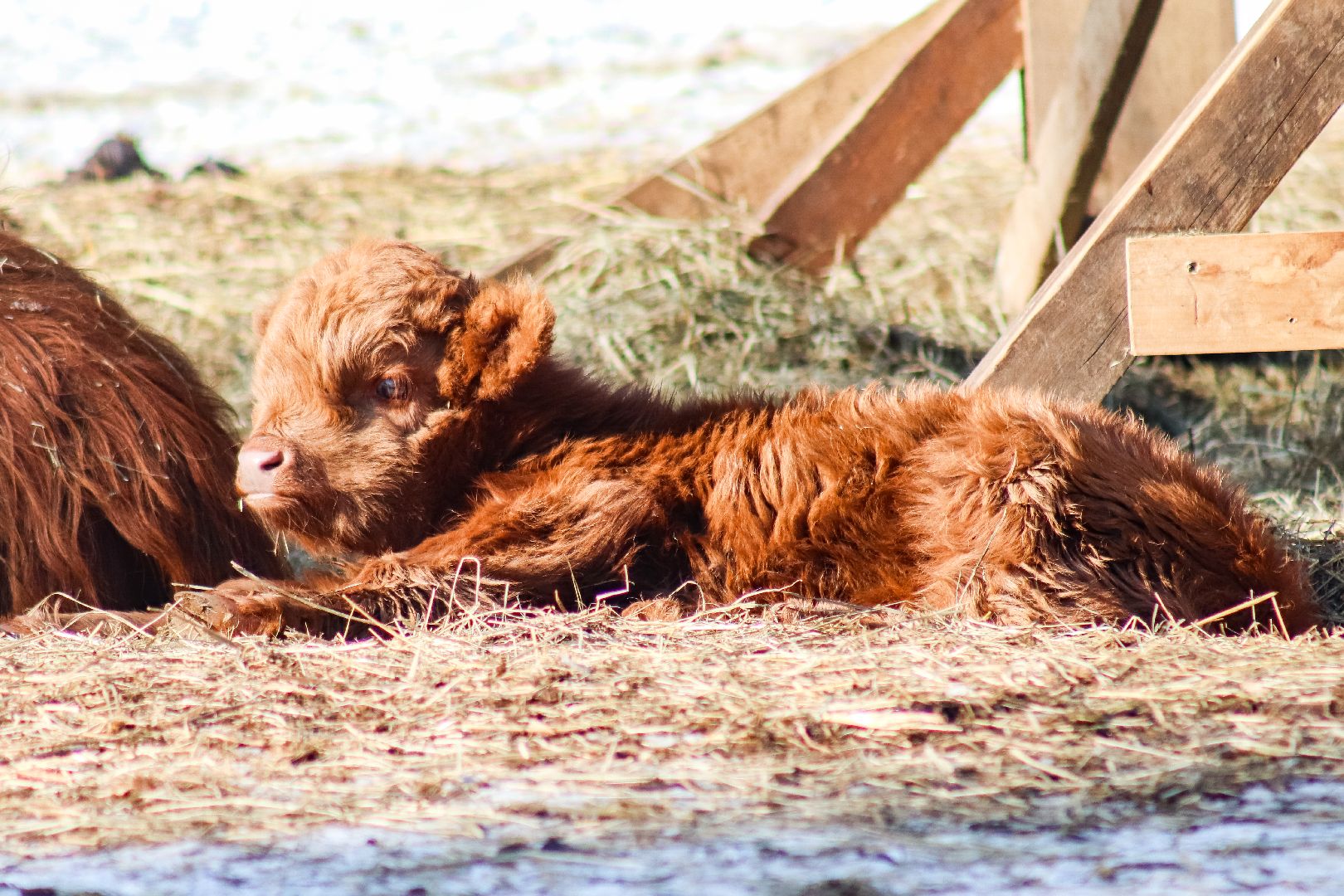 Клин, общество, животные, пополнение семейства, коровы, Подмосковье, вертикалки,