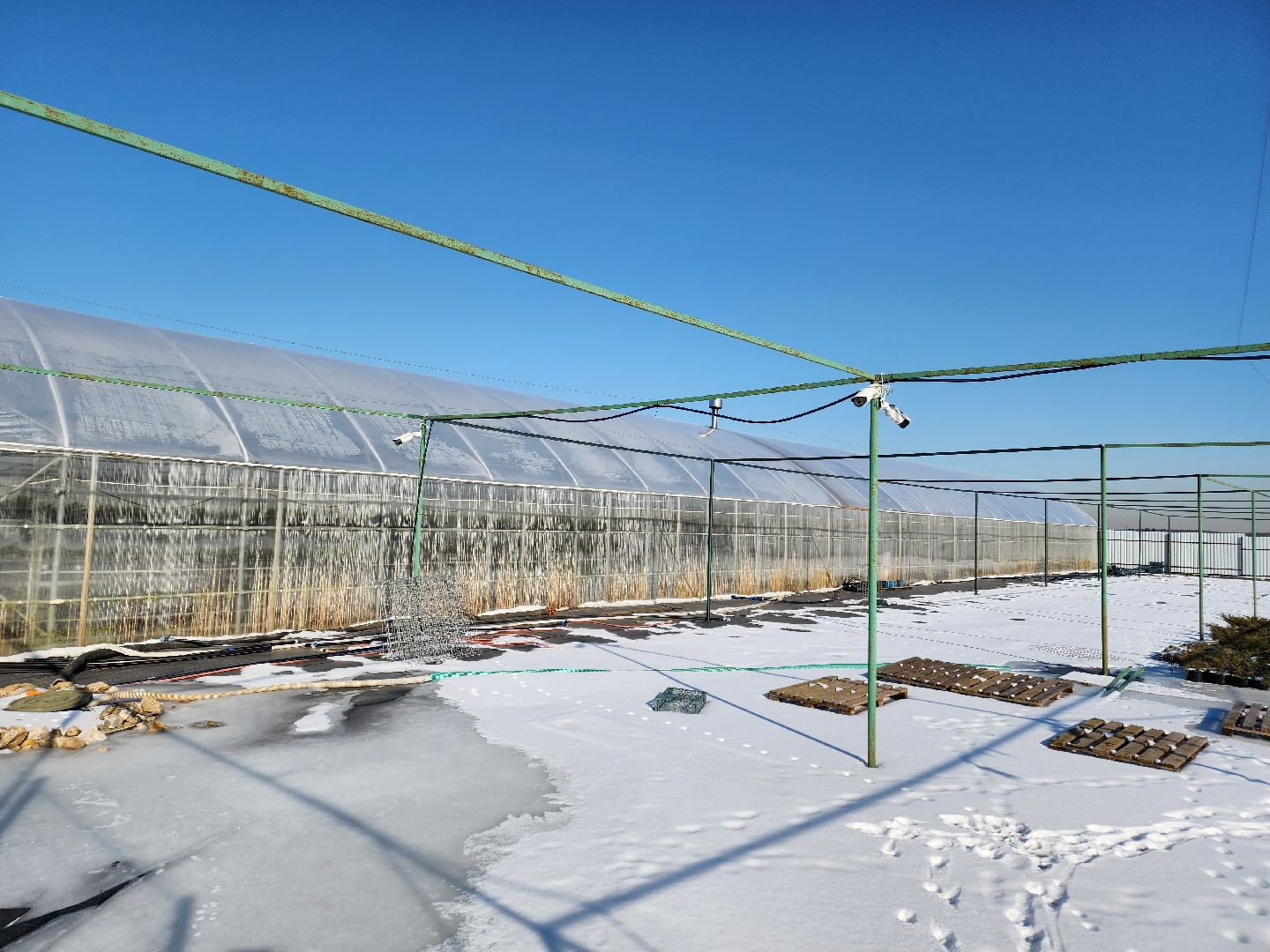 Чехов, деревня Хлевино, тепличный комплекс, садовый центр, тюльпаны, выращивание, производство, сортировка, цветы, 8 Марта, сбор и отгрузка тюльпанов,