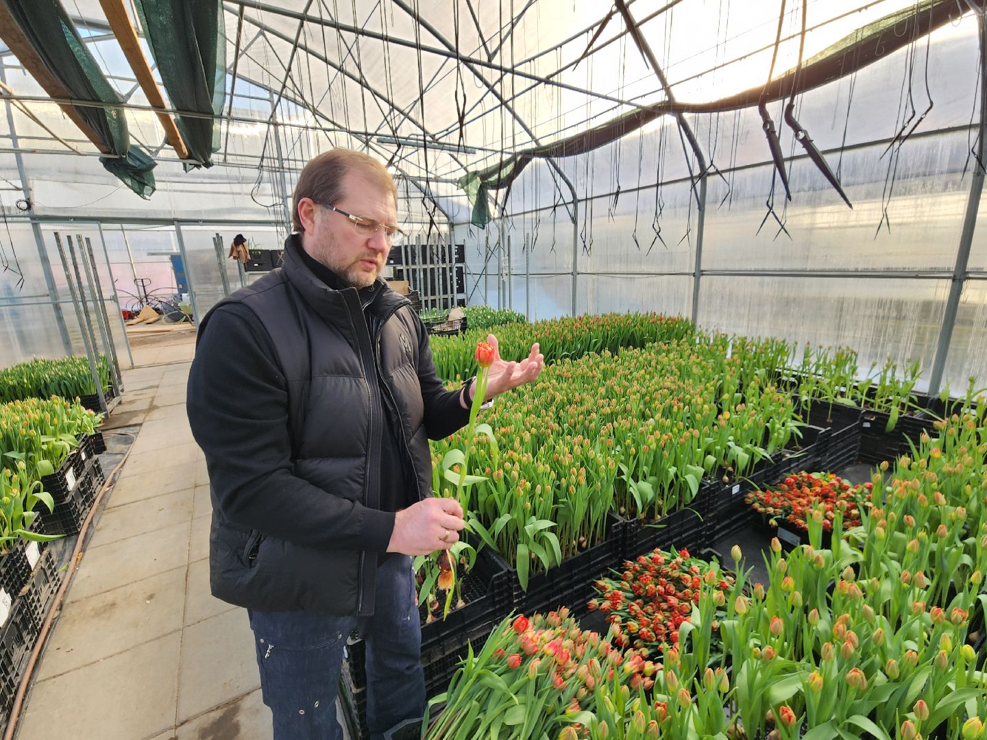 Чехов, деревня Хлевино, тепличный комплекс, садовый центр, тюльпаны, выращивание, производство, сортировка, цветы, 8 Марта, сбор и отгрузка тюльпанов,