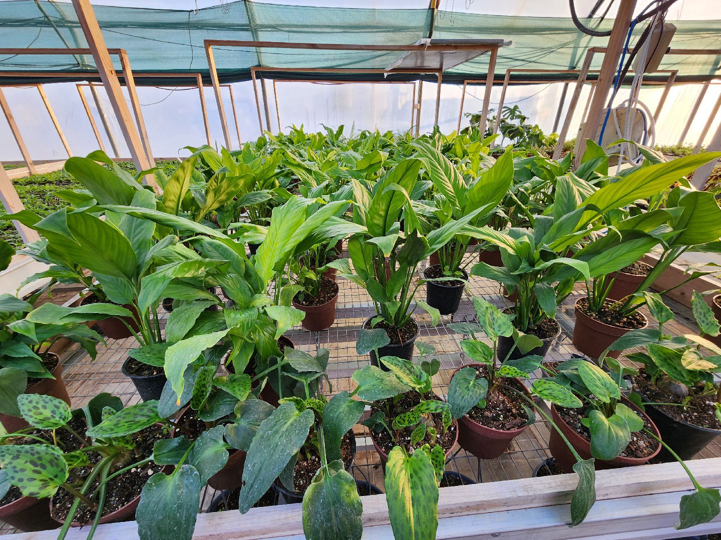 Чехов, деревня Хлевино, тепличный комплекс, садовый центр, тюльпаны, выращивание, производство, сортировка, цветы, 8 Марта, сбор и отгрузка тюльпанов,