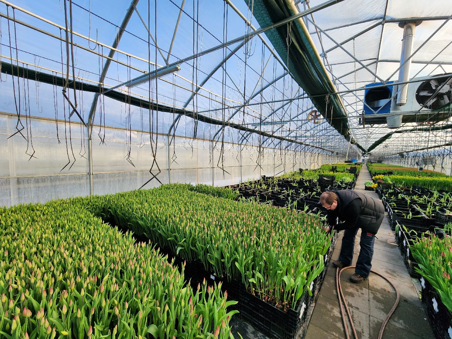 Чехов, деревня Хлевино, тепличный комплекс, садовый центр, тюльпаны, выращивание, производство, сортировка, цветы, 8 Марта, сбор и отгрузка тюльпанов,