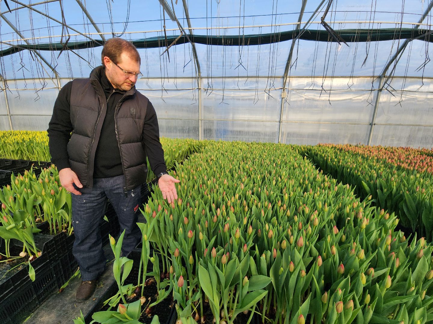 Чехов, деревня Хлевино, тепличный комплекс, садовый центр, тюльпаны, выращивание, производство, сортировка, цветы, 8 Марта, сбор и отгрузка тюльпанов,