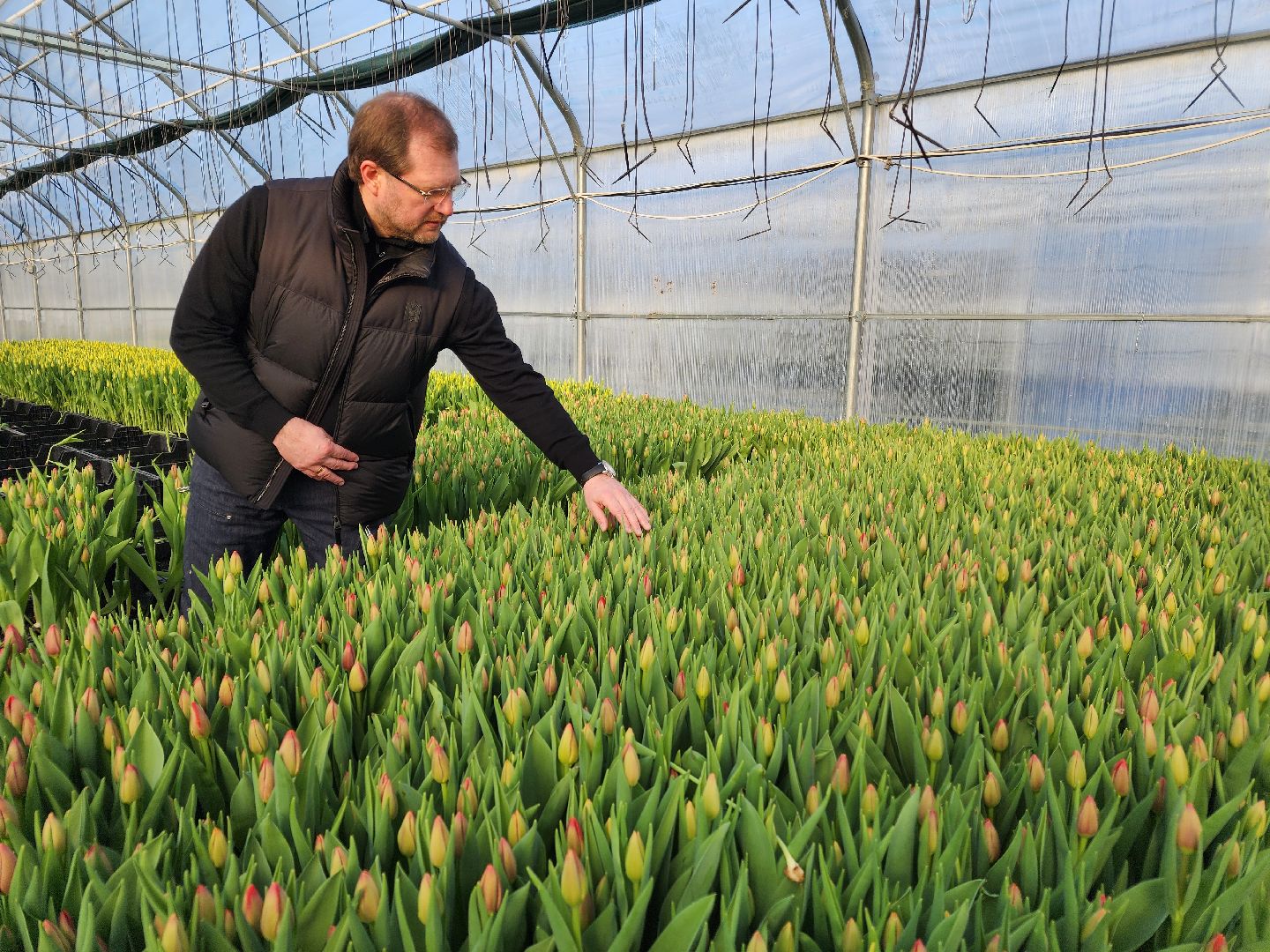 Чехов, деревня Хлевино, тепличный комплекс, садовый центр, тюльпаны, выращивание, производство, сортировка, цветы, 8 Марта, сбор и отгрузка тюльпанов,