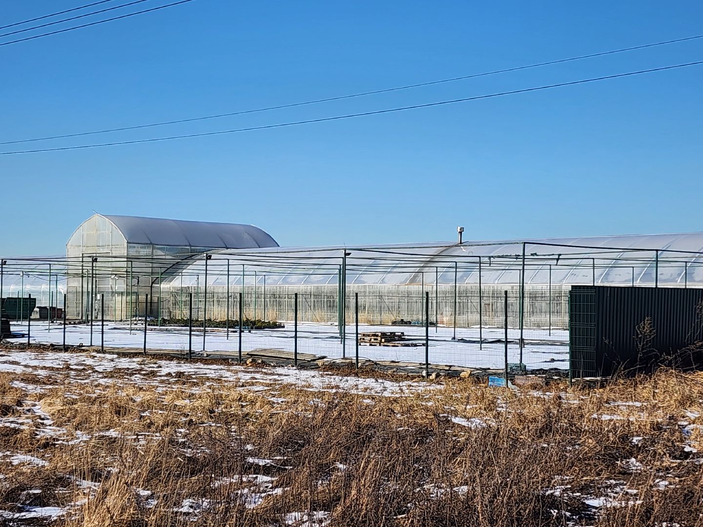 Чехов, деревня Хлевино, тепличный комплекс, садовый центр, тюльпаны, выращивание, производство, сортировка, цветы, 8 Марта, сбор и отгрузка тюльпанов,