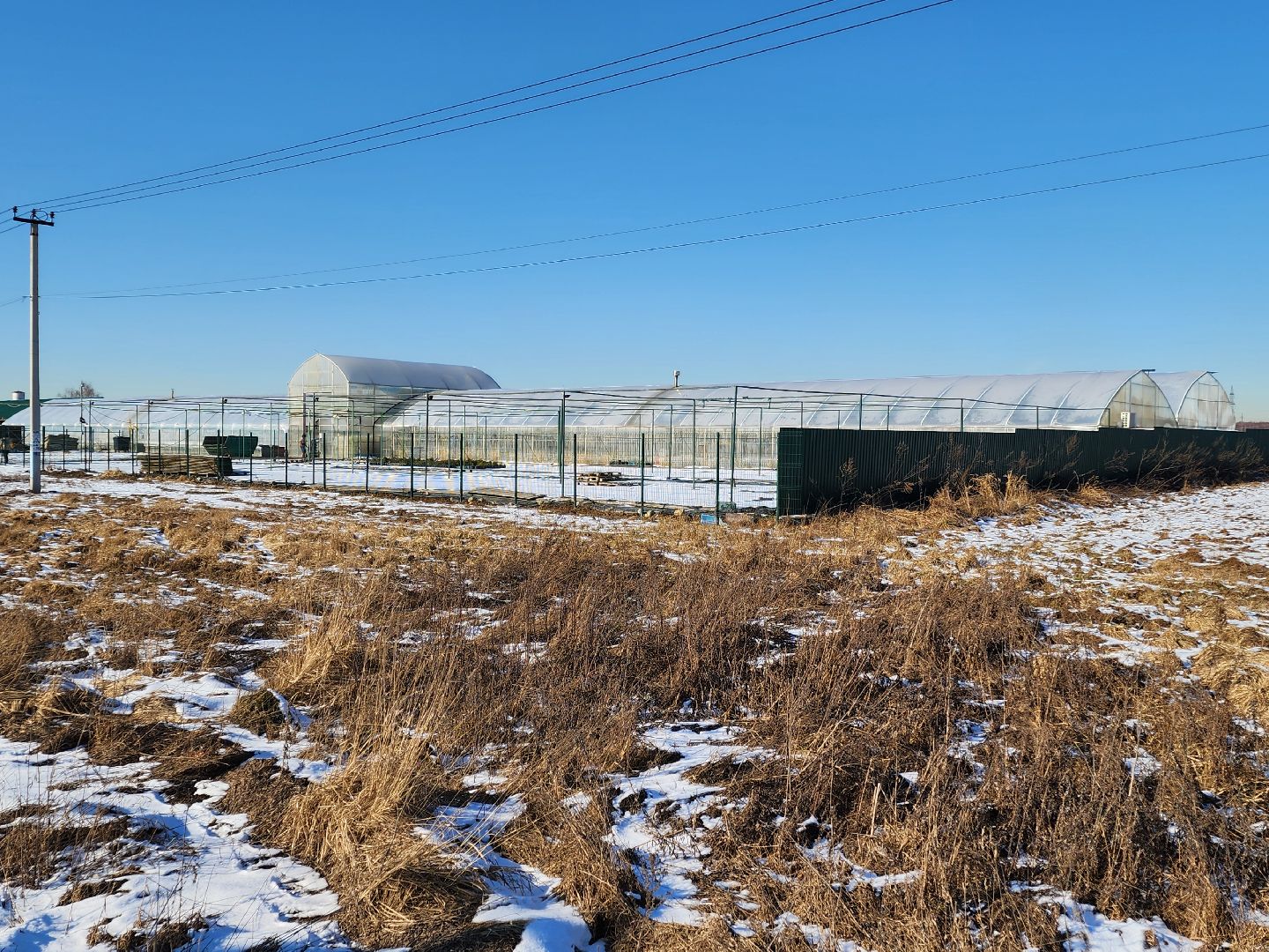 Чехов, деревня Хлевино, тепличный комплекс, садовый центр, тюльпаны, выращивание, производство, сортировка, цветы, 8 Марта, сбор и отгрузка тюльпанов,