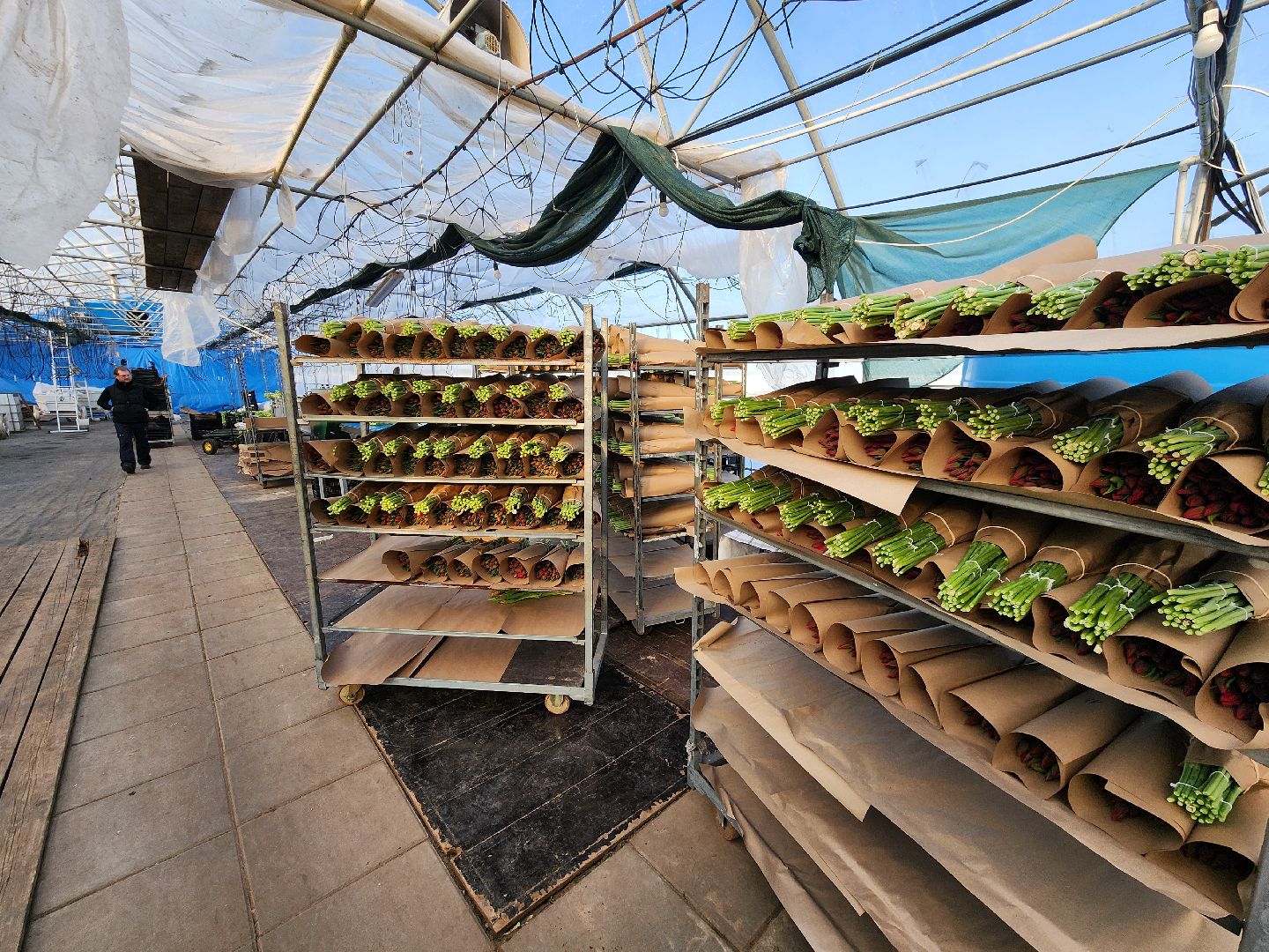 Чехов, деревня Хлевино, тепличный комплекс, садовый центр, тюльпаны, выращивание, производство, сортировка, цветы, 8 Марта, сбор и отгрузка тюльпанов,