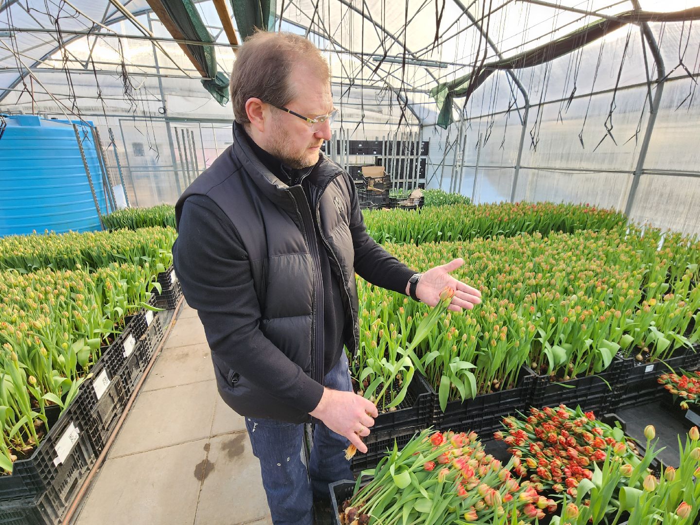 Чехов, деревня Хлевино, тепличный комплекс, садовый центр, тюльпаны, выращивание, производство, сортировка, цветы, 8 Марта, сбор и отгрузка тюльпанов,