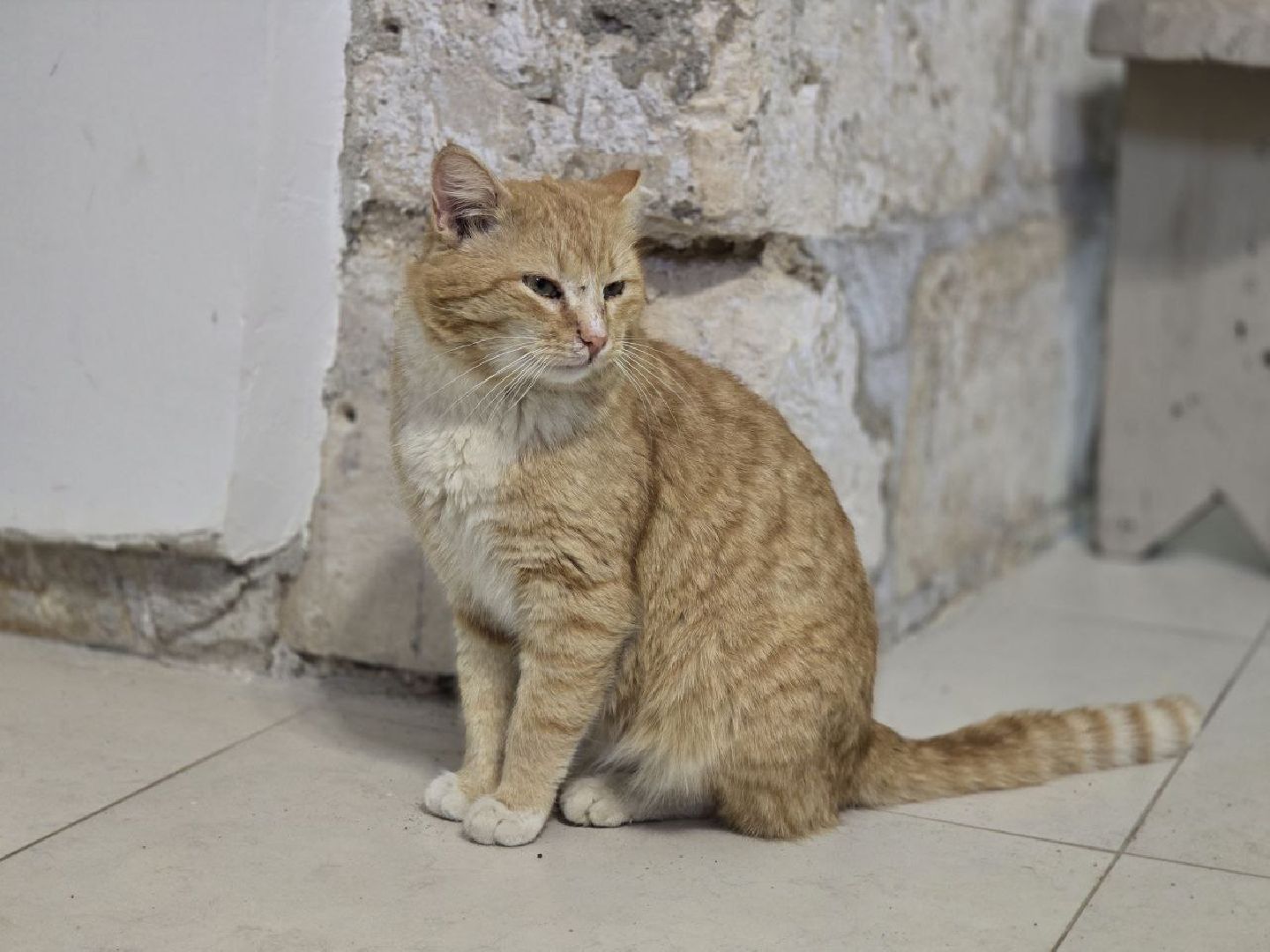 можайск, можайский муниципальный округ, подмосковье, ново-никольский собор, хвостатый хранитель, конкурс, министерство культуры рф, кот,