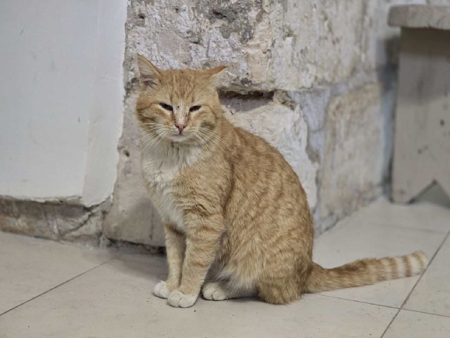 можайск, можайский муниципальный округ, подмосковье, ново-никольский собор, хвостатый хранитель, конкурс, министерство культуры рф, кот,