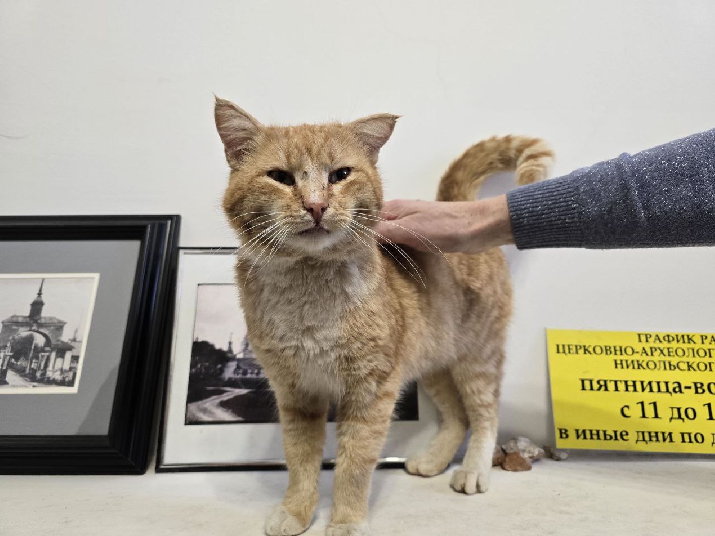 можайск, можайский муниципальный округ, подмосковье, ново-никольский собор, хвостатый хранитель, конкурс, министерство культуры рф, кот,