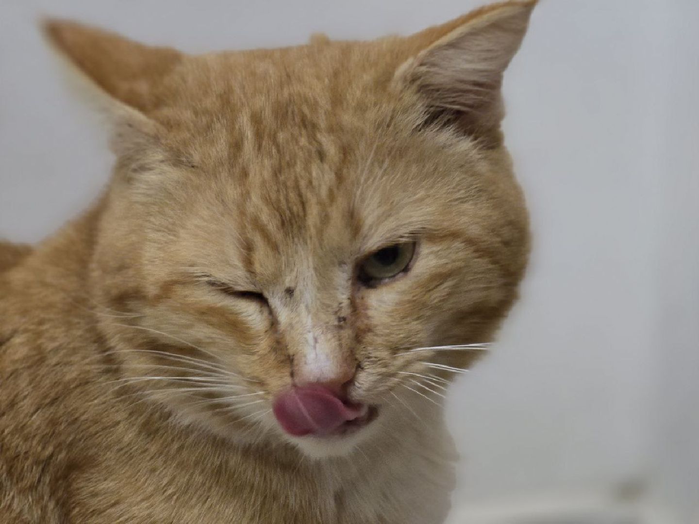 можайск, можайский муниципальный округ, подмосковье, ново-никольский собор, хвостатый хранитель, конкурс, министерство культуры рф, кот,