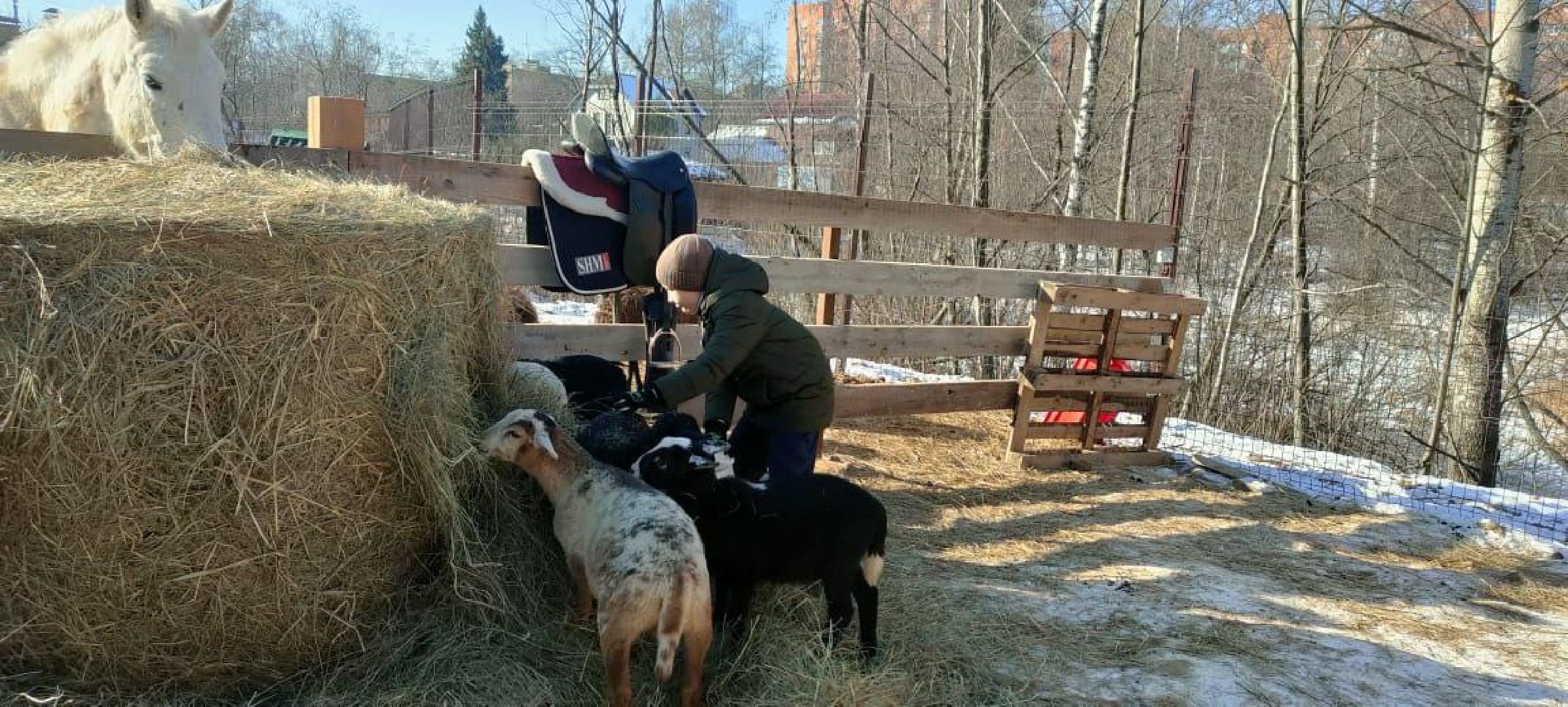 пушкино, экопарк, центр социального обслуживания, дети, масленичная неделя, животные, социальная адаптация,